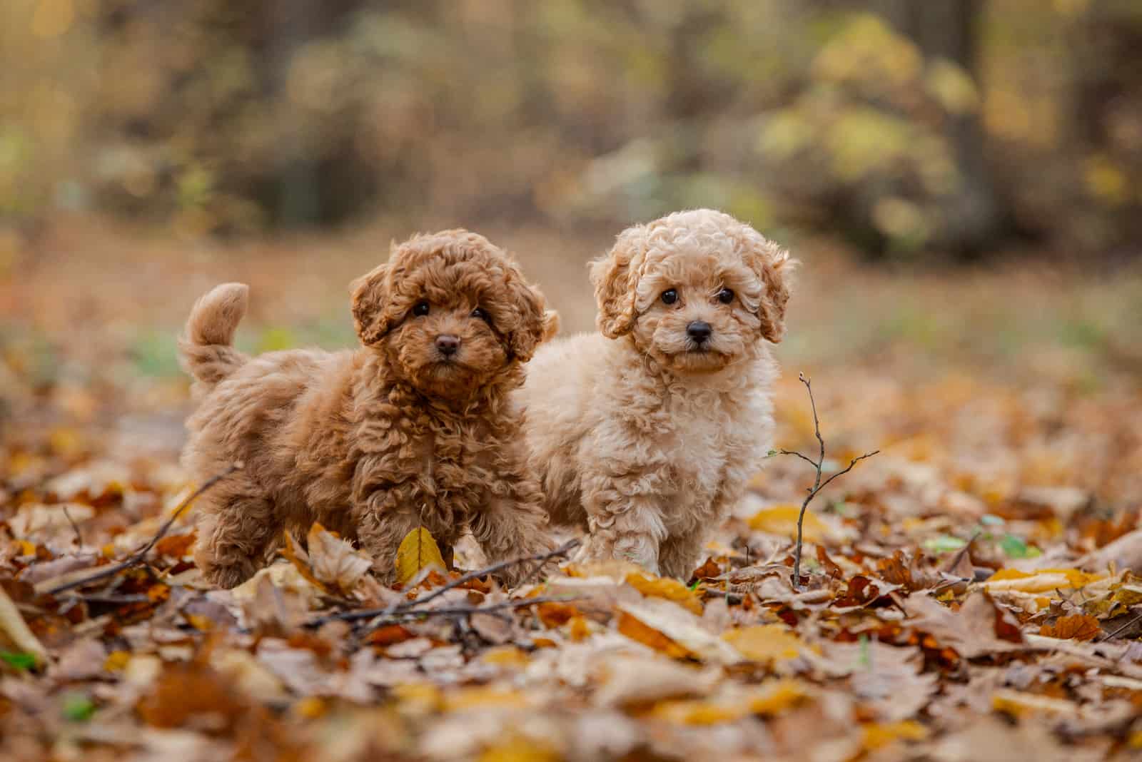 dos cachorros de poodle miniatura