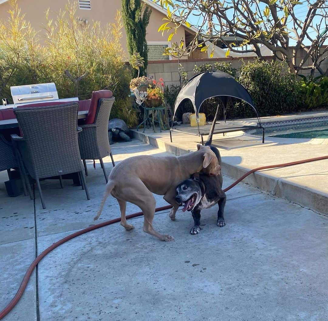 dos pit bulls están peleando en la acera