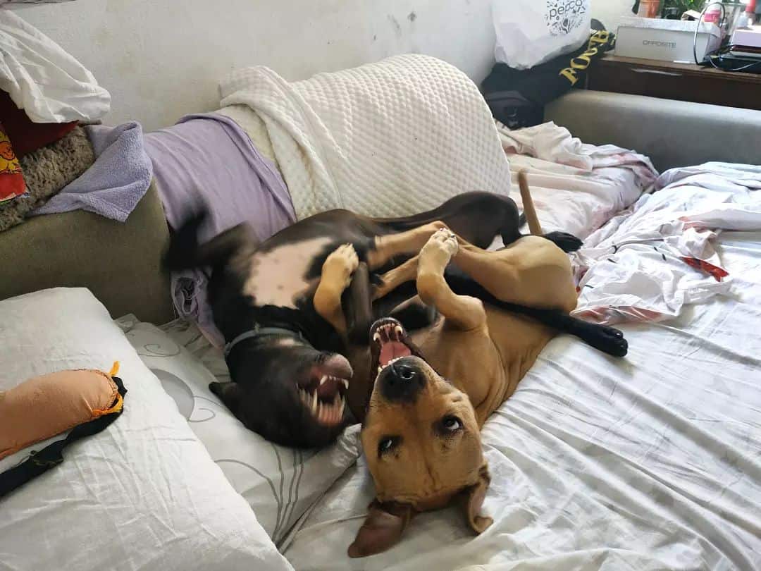 dos pit bulls están acostados en la cama y jugando