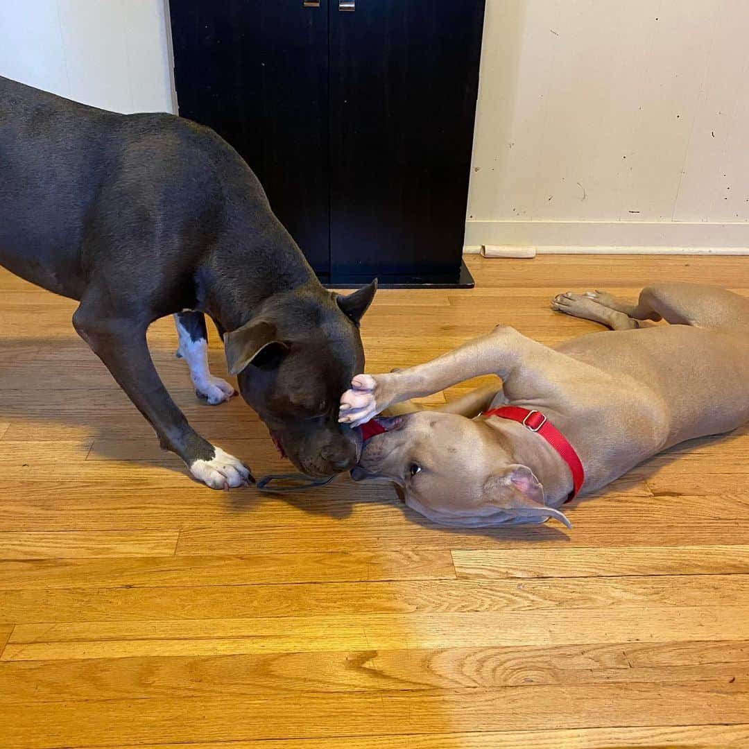 dos pit bulls están jugando en la casa