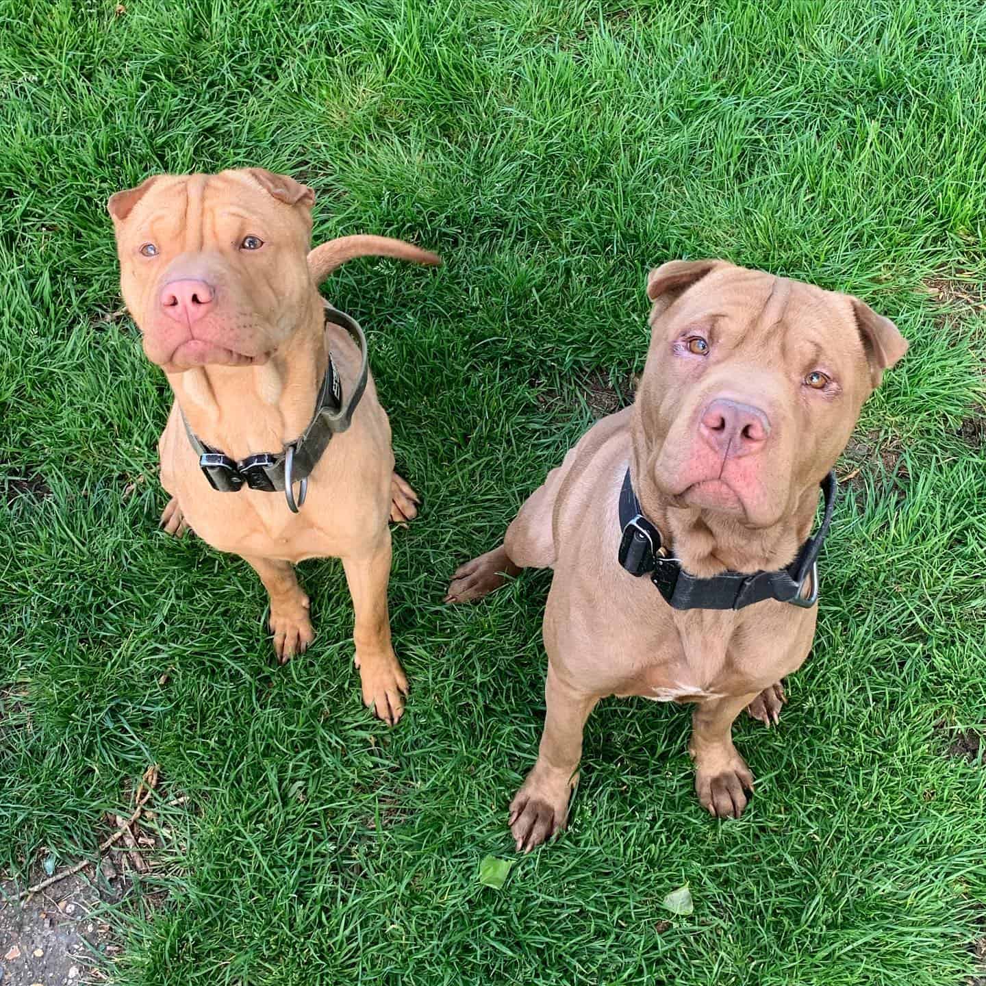 dos perros pit pei mirando hacia arriba