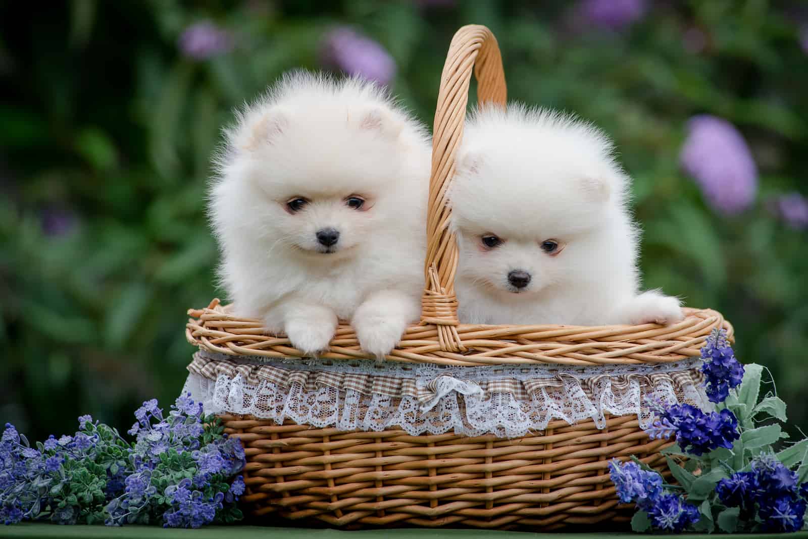 dos cachorros de pomerania en la cesta