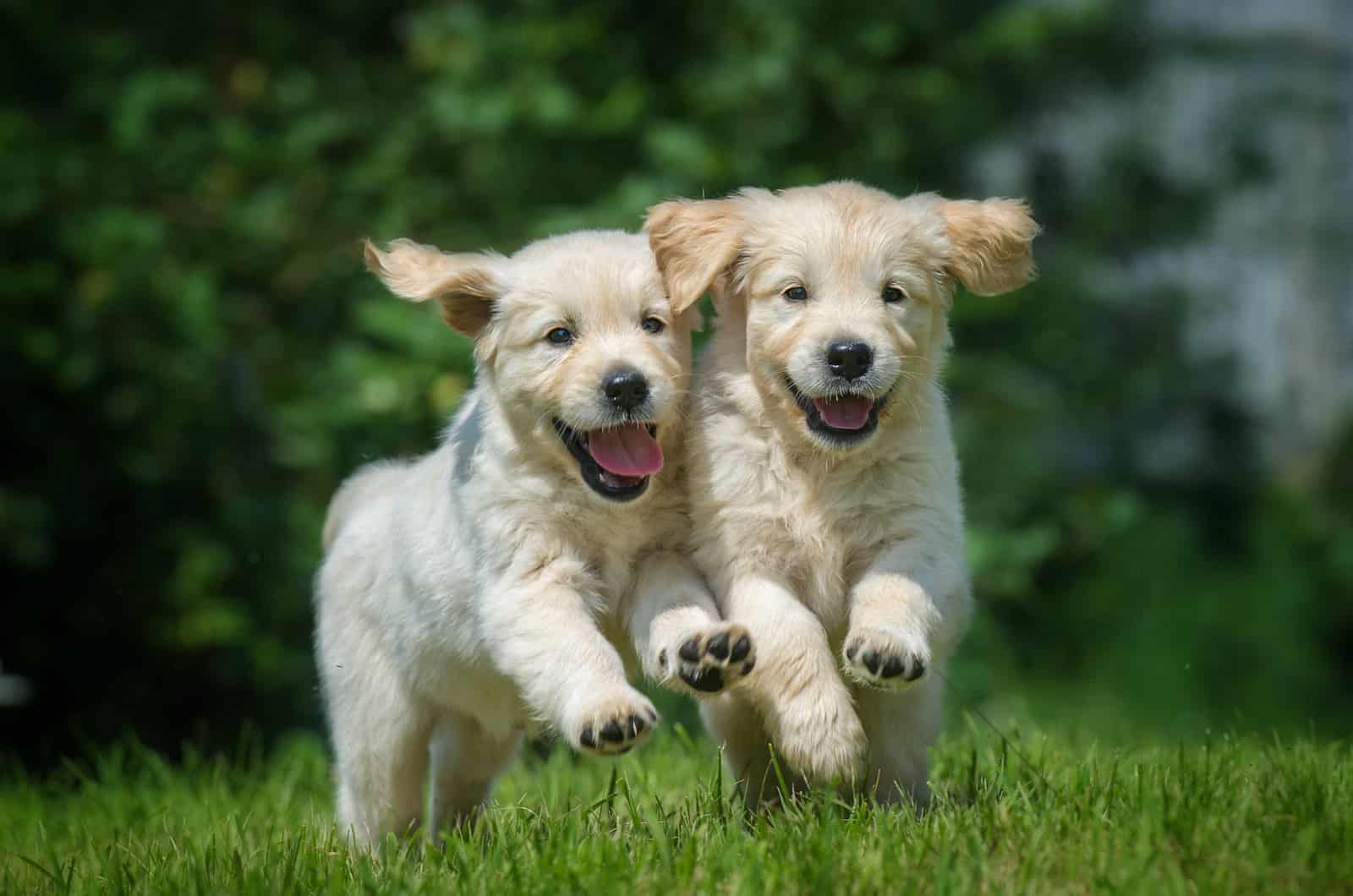 dos cachorros corriendo al aire libre