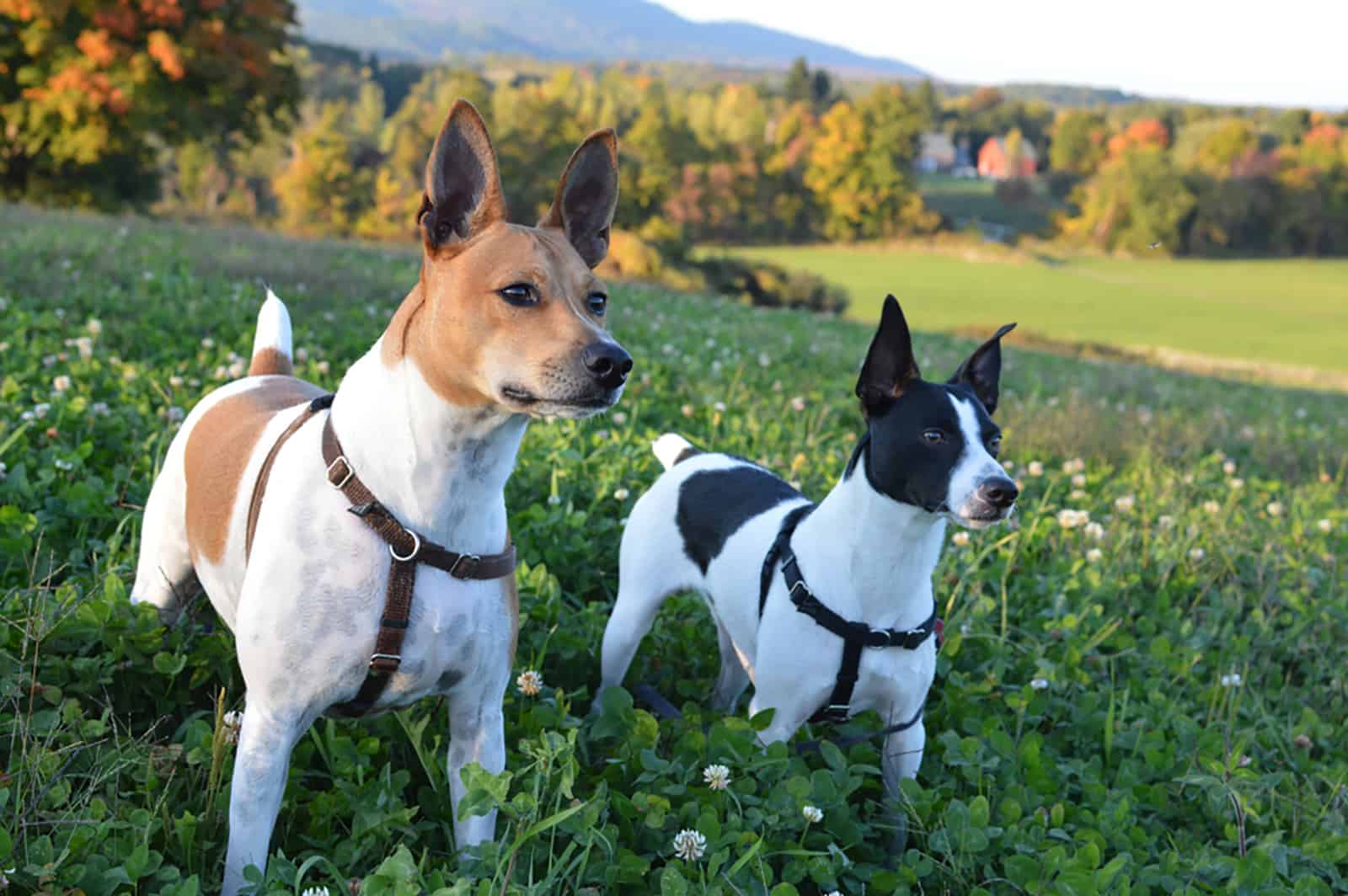 dos perros rat terrier en un prado
