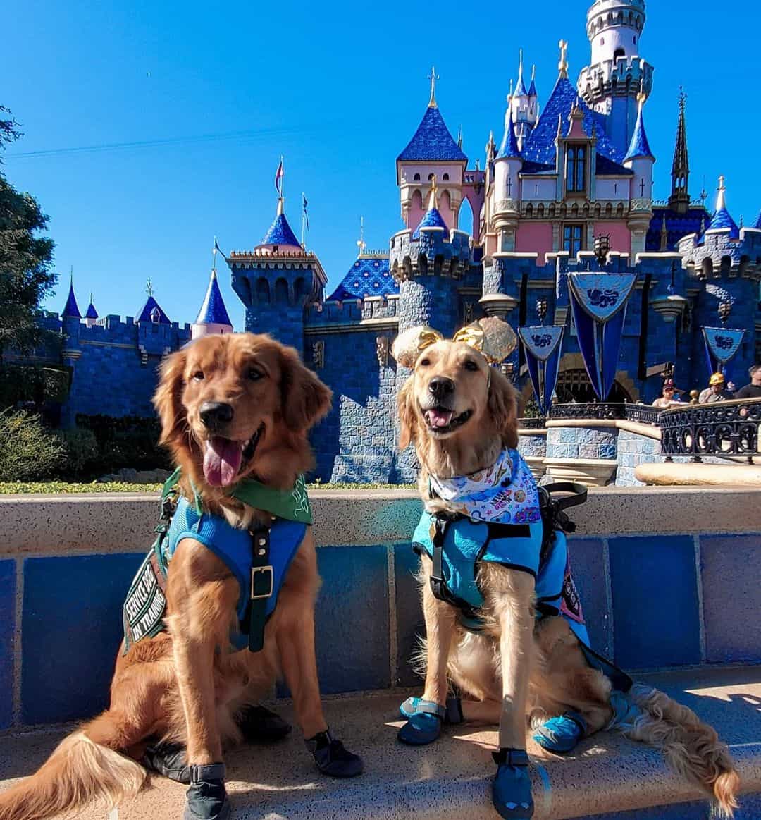 dos retrievers frente a disneyworld