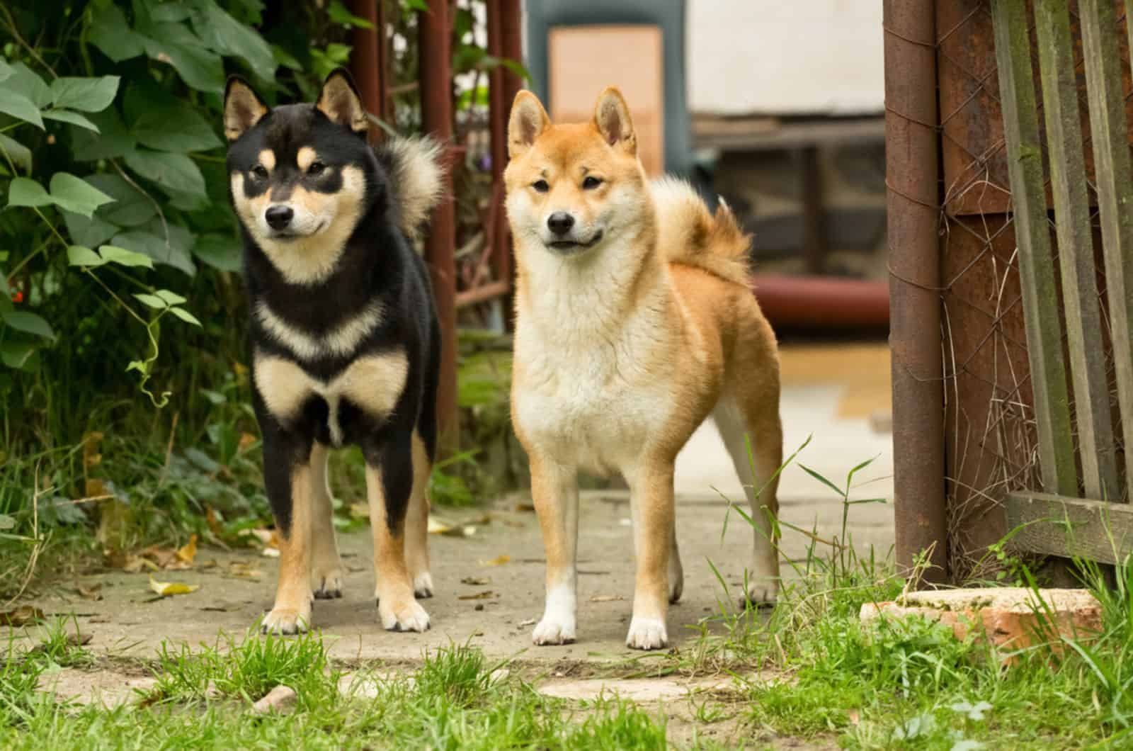 dos cachorros de shiba inu de pie cerca de la puerta