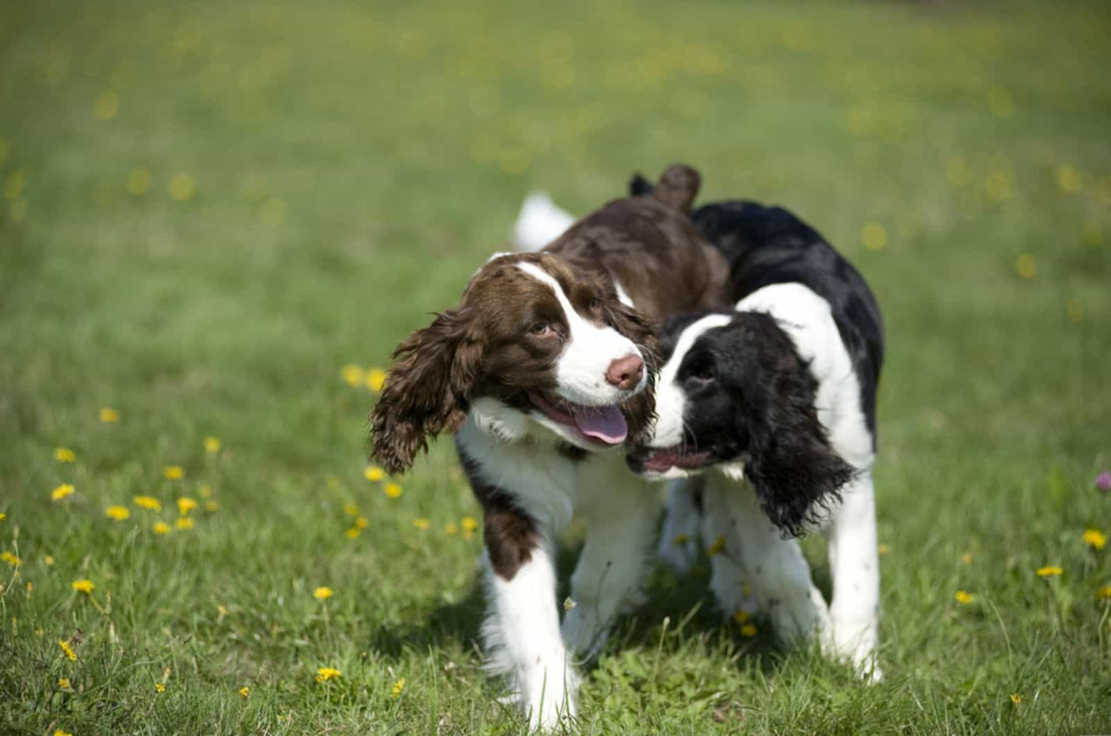 dos cachorros de springer spaniel jugando en el parque