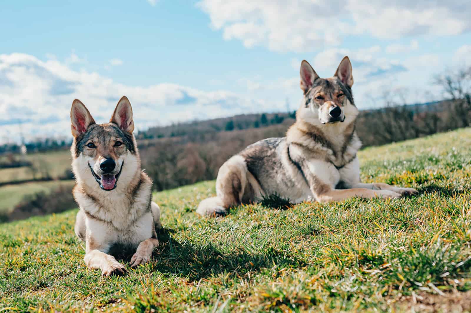 Dos perros Tamaskan acostados en el campo