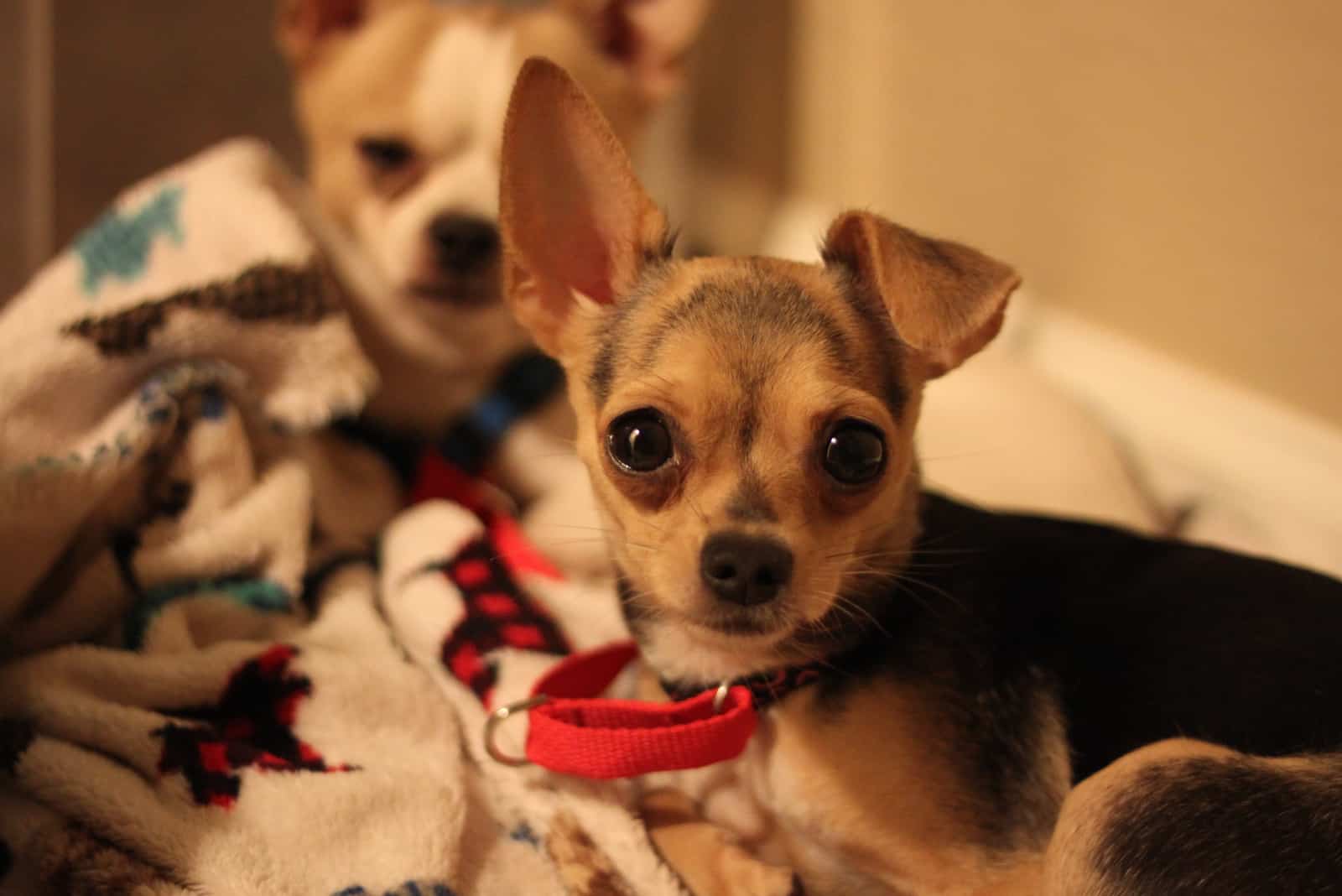 dos perros chihuahua teacup acostados