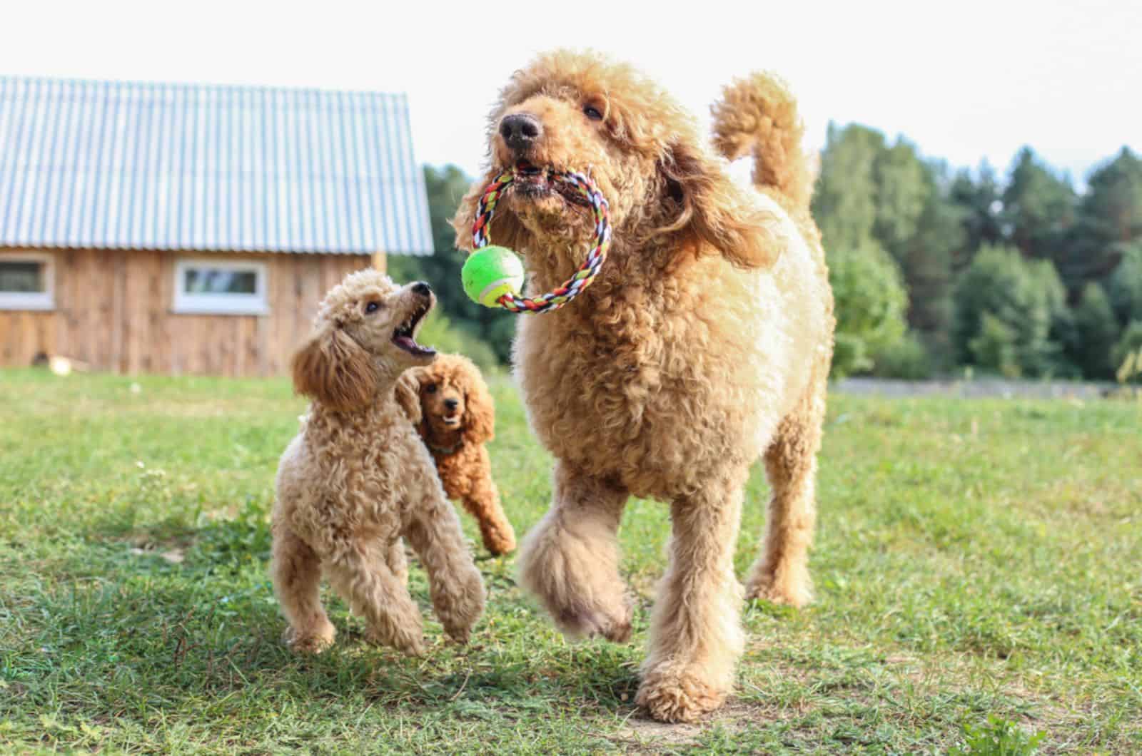 dos caniches toy y uno estándar jugando juntos