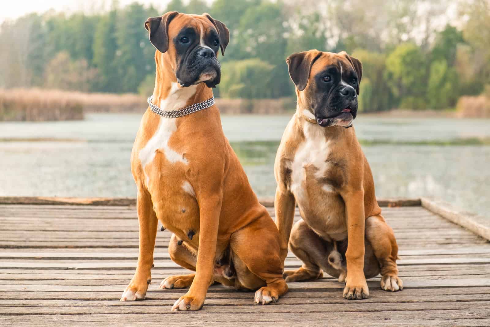 dos boxers muy inteligentes y juguetones