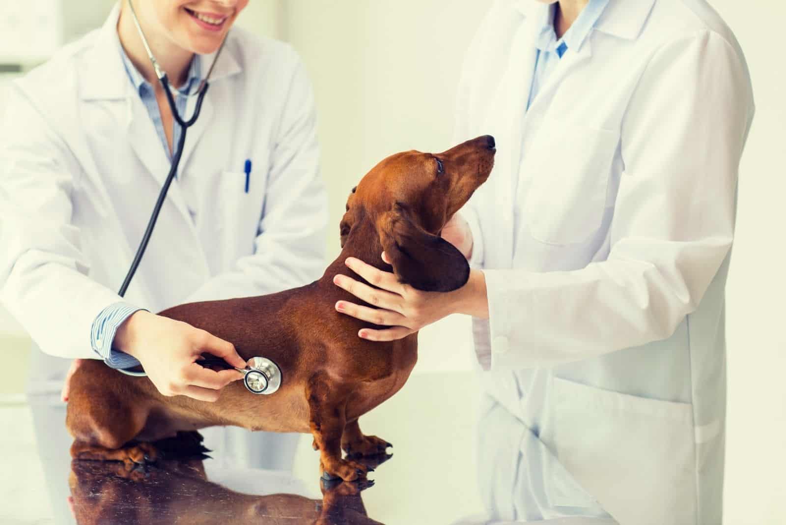 dos veterinarios revisando al perro dachshund en la mesa