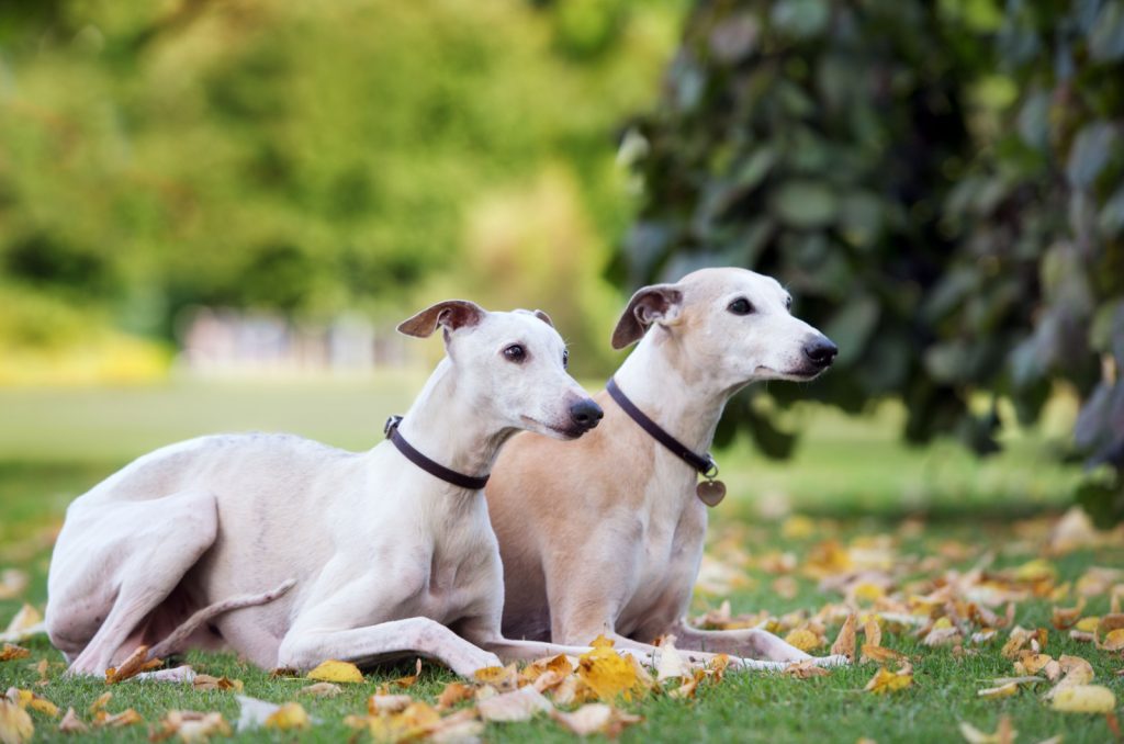 dos perros whippet acostados afuera juntos