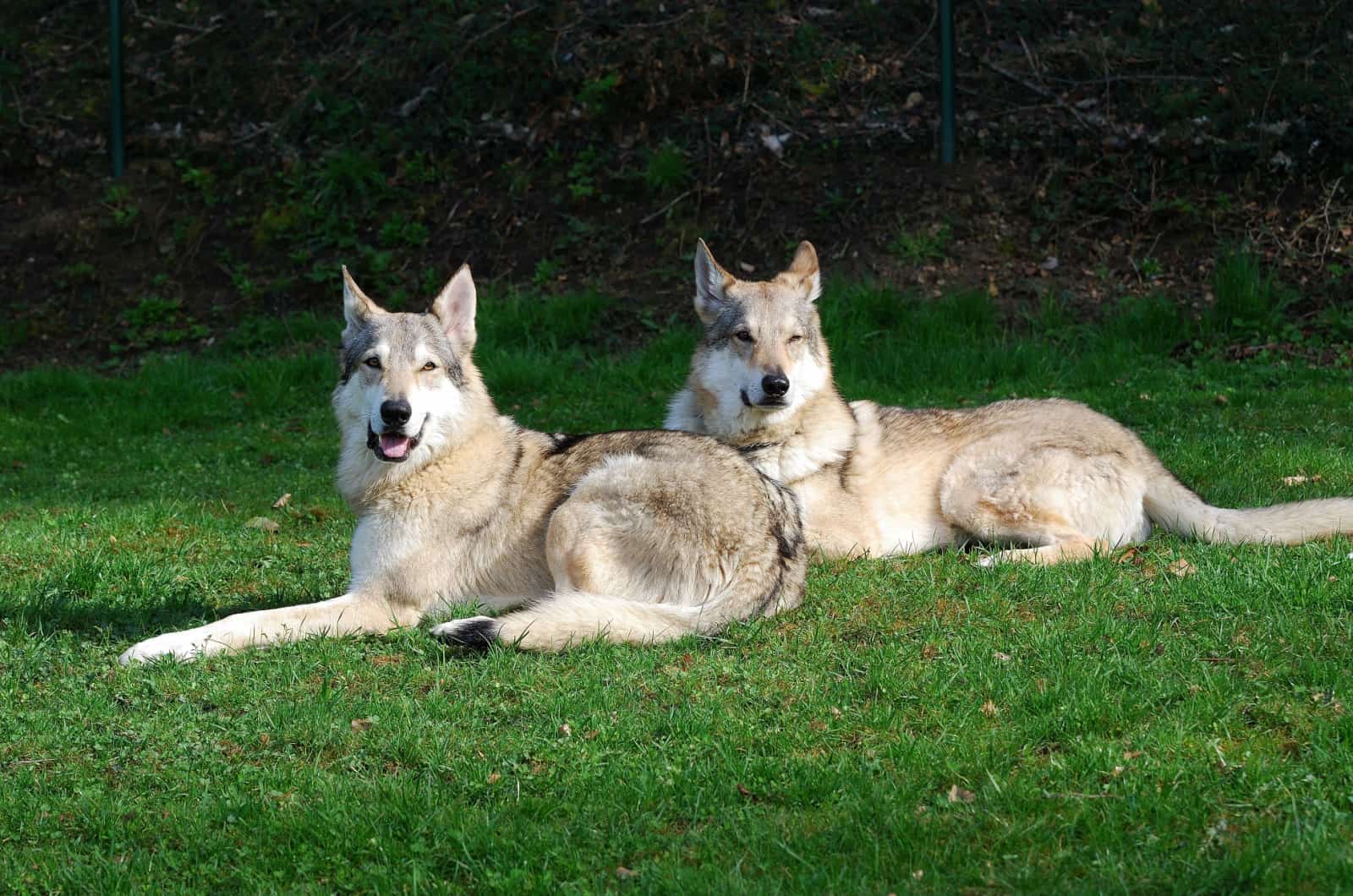 dos perros lobo