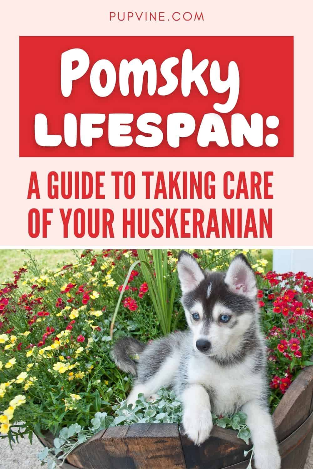 Esperanza de vida de Pomsky: Una guía para cuidar de tu Huskeranian