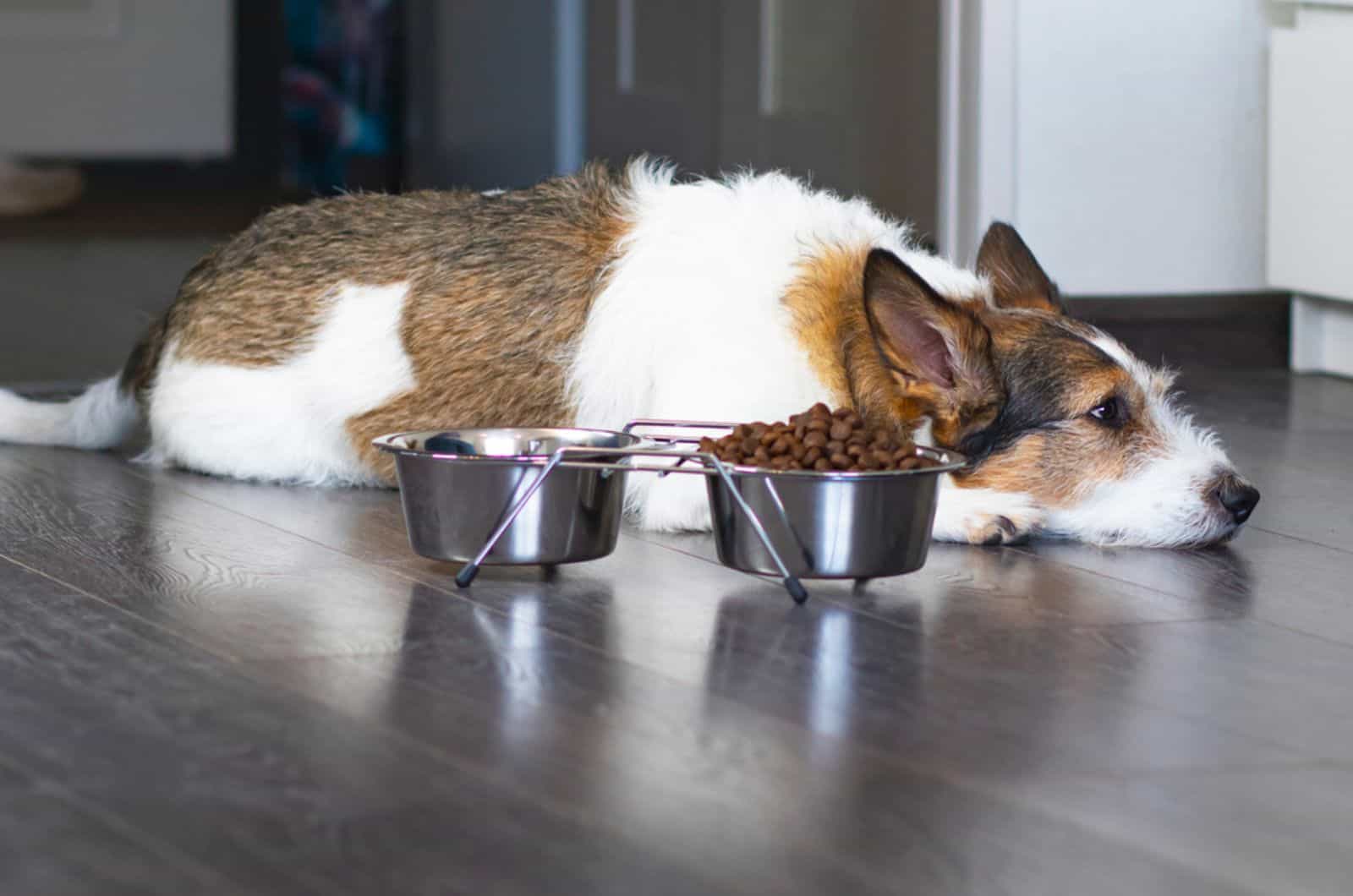 perro infeliz se acuesta frente a un plato de comida seca y se niega a comer