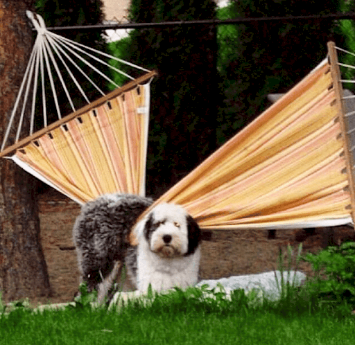 Perro atascado, aparentando tranquilidad