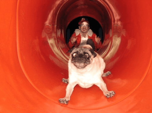 Perro en una posición frenética