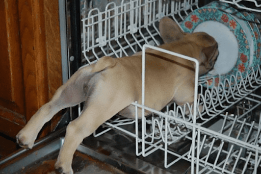 Perro lamiendo platos
