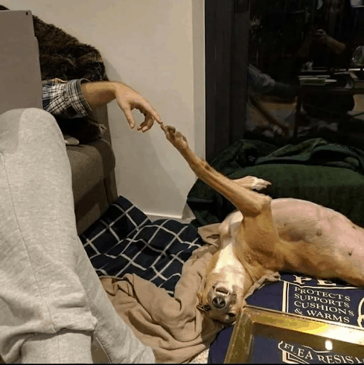 Perros en una escena estilo creación