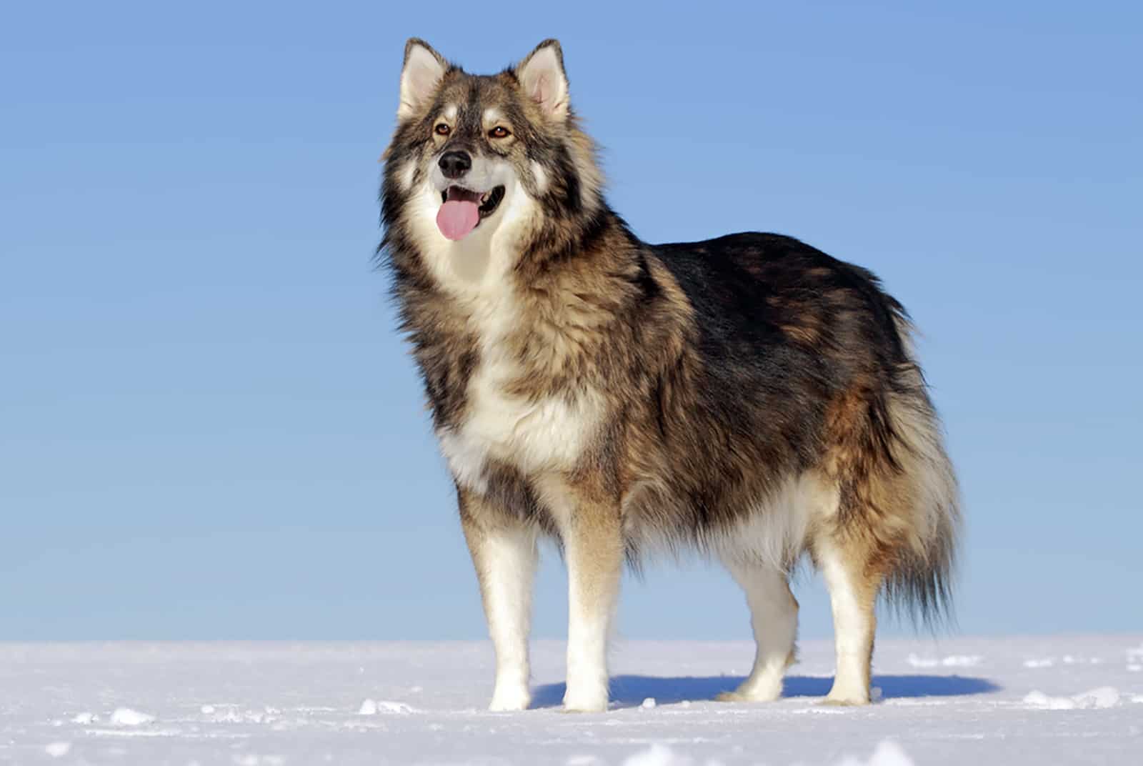 Perro Utonagan de pie en la nieve