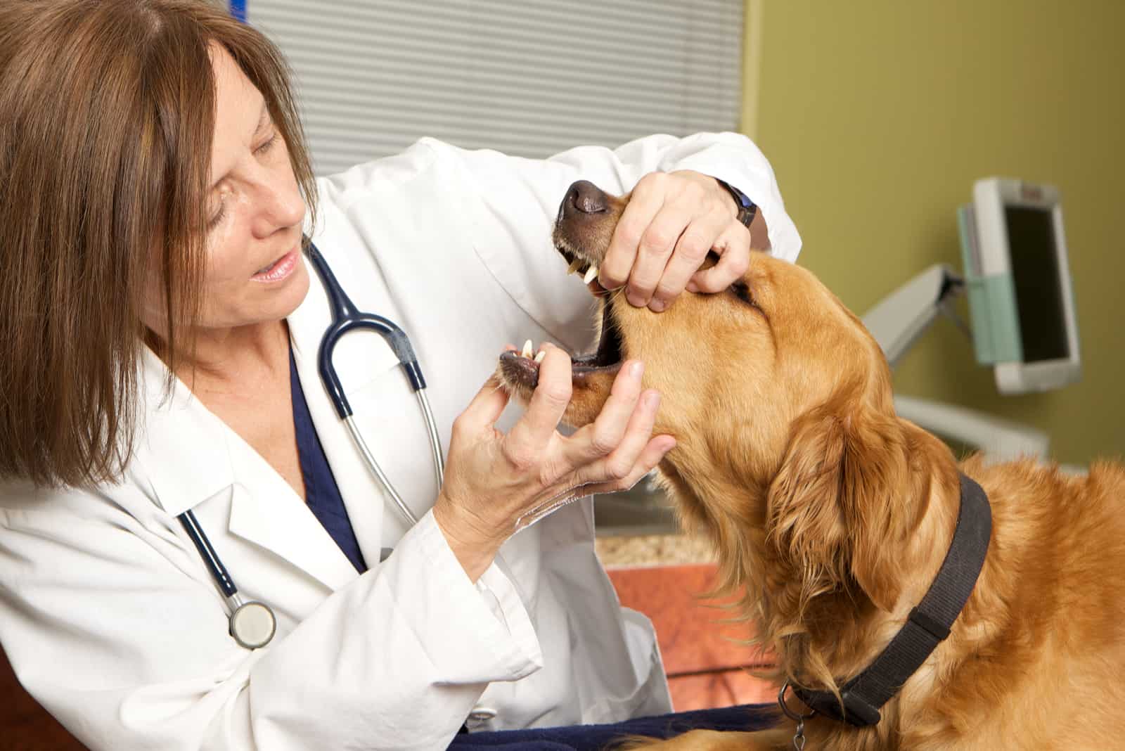 veterinario revisando la boca de un perro