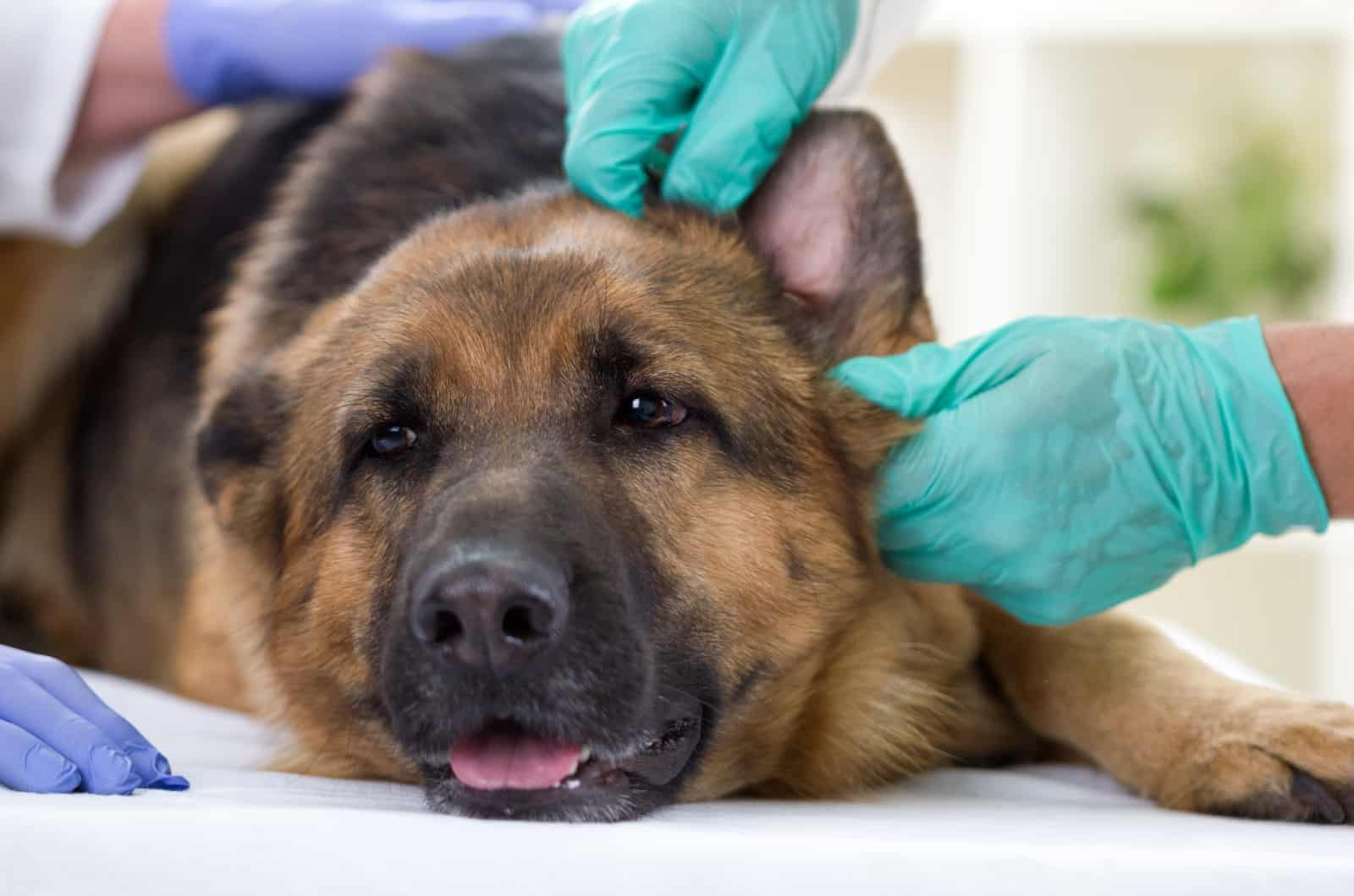 veterinario revisando a un Pastor Alemán