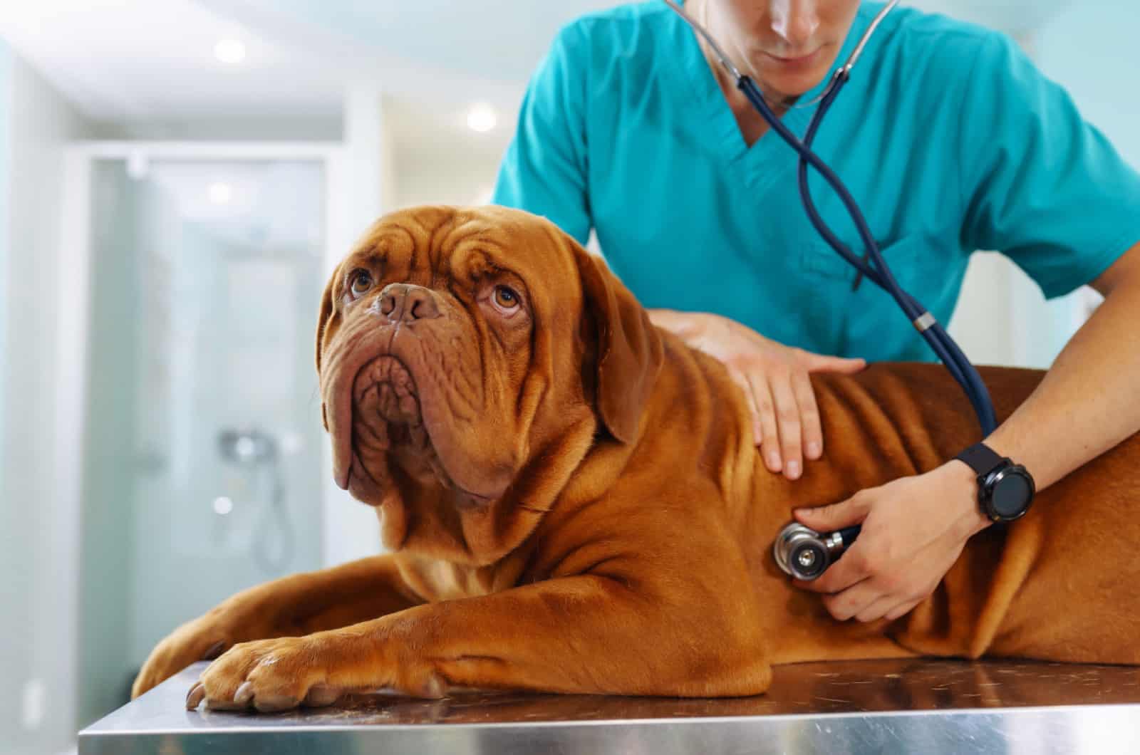 veterinario examinando un dogue de burdeos
