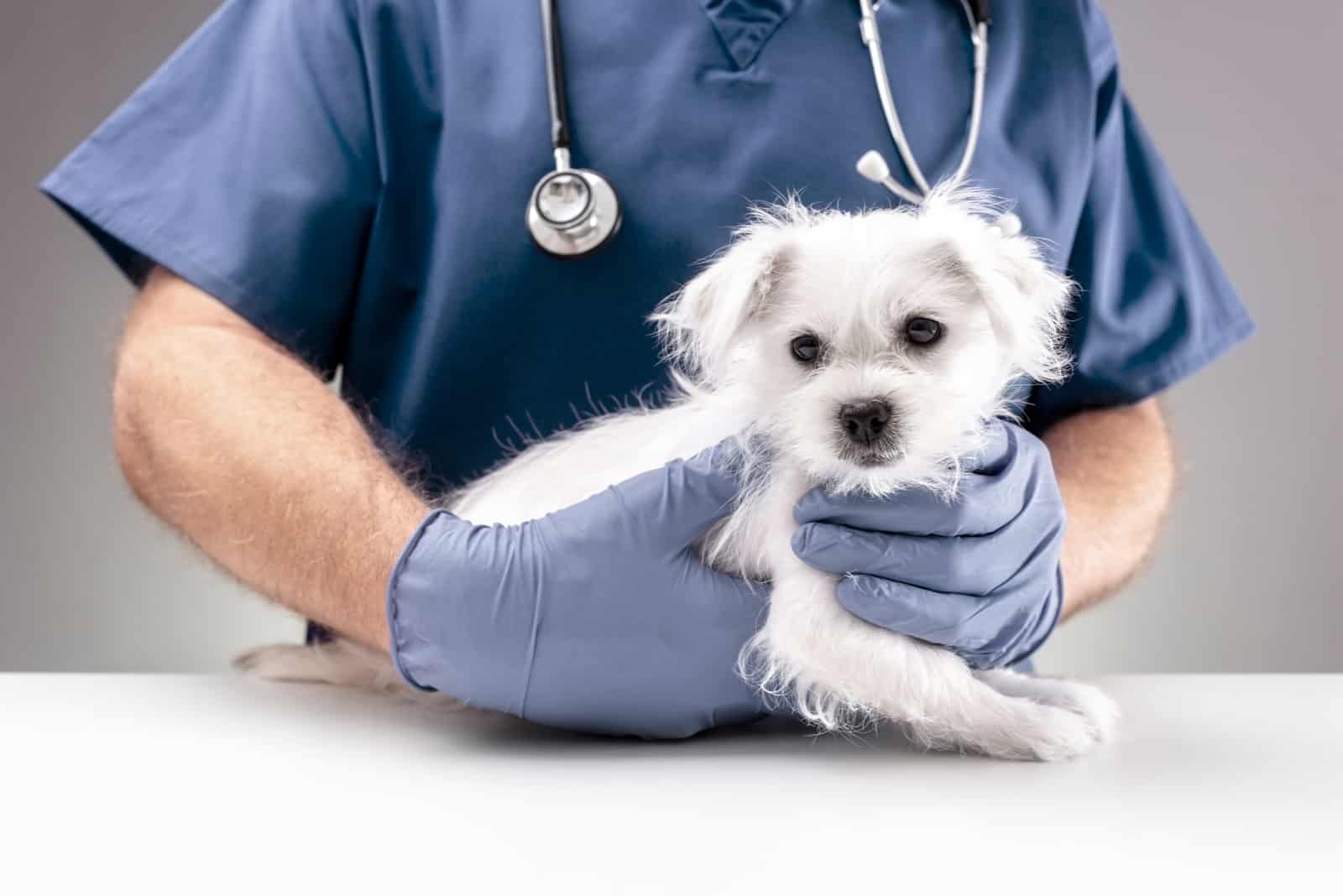veterinario examinando un cachorro de maltés