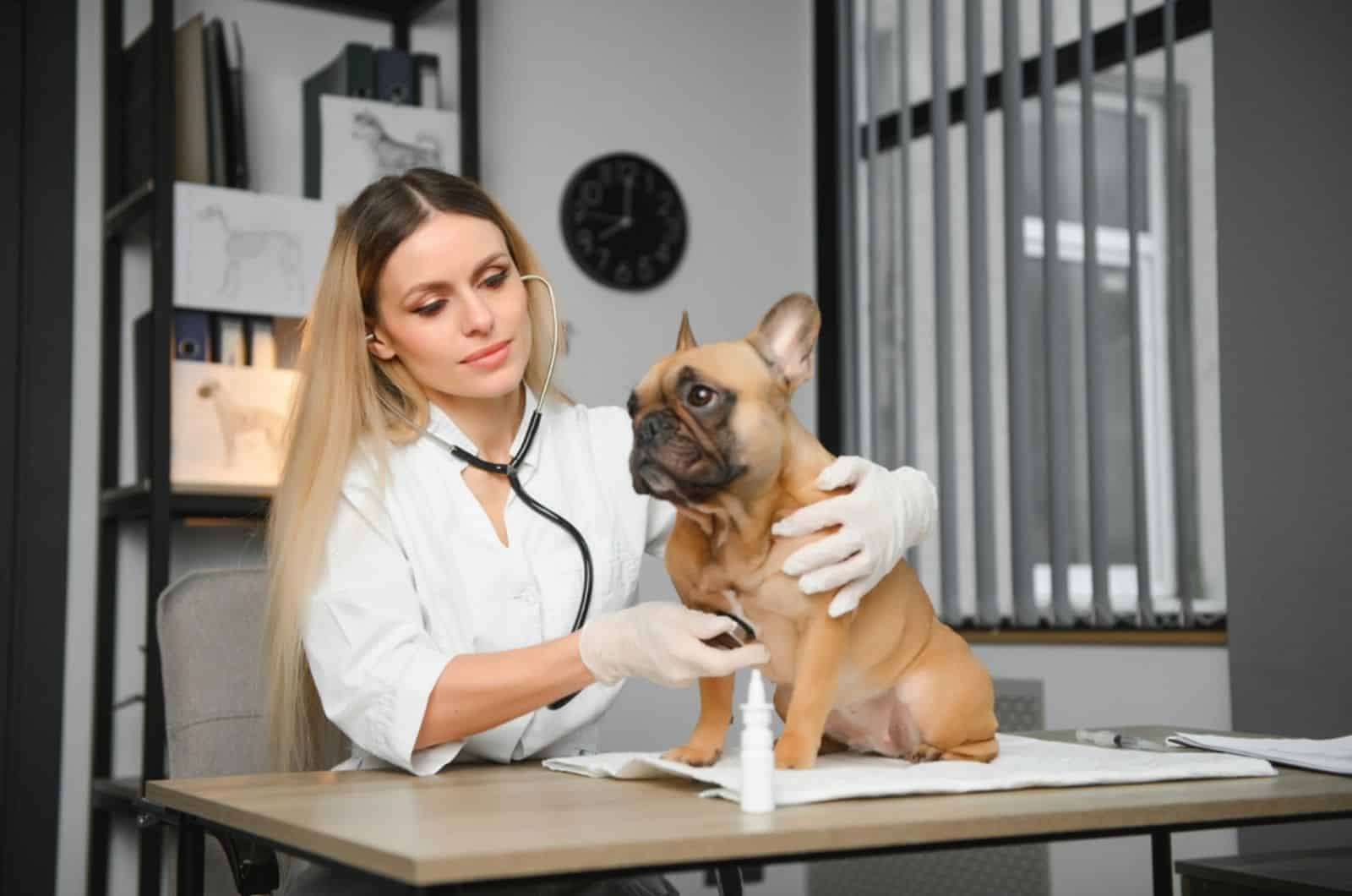 veterinario examinando a bulldog francés en la clínica