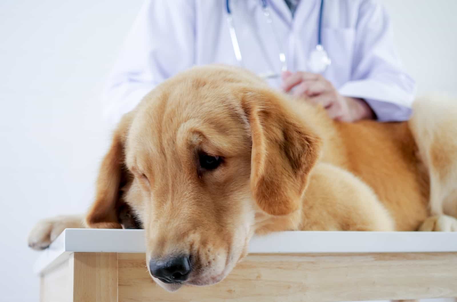 veterinario examinando perro enfermo