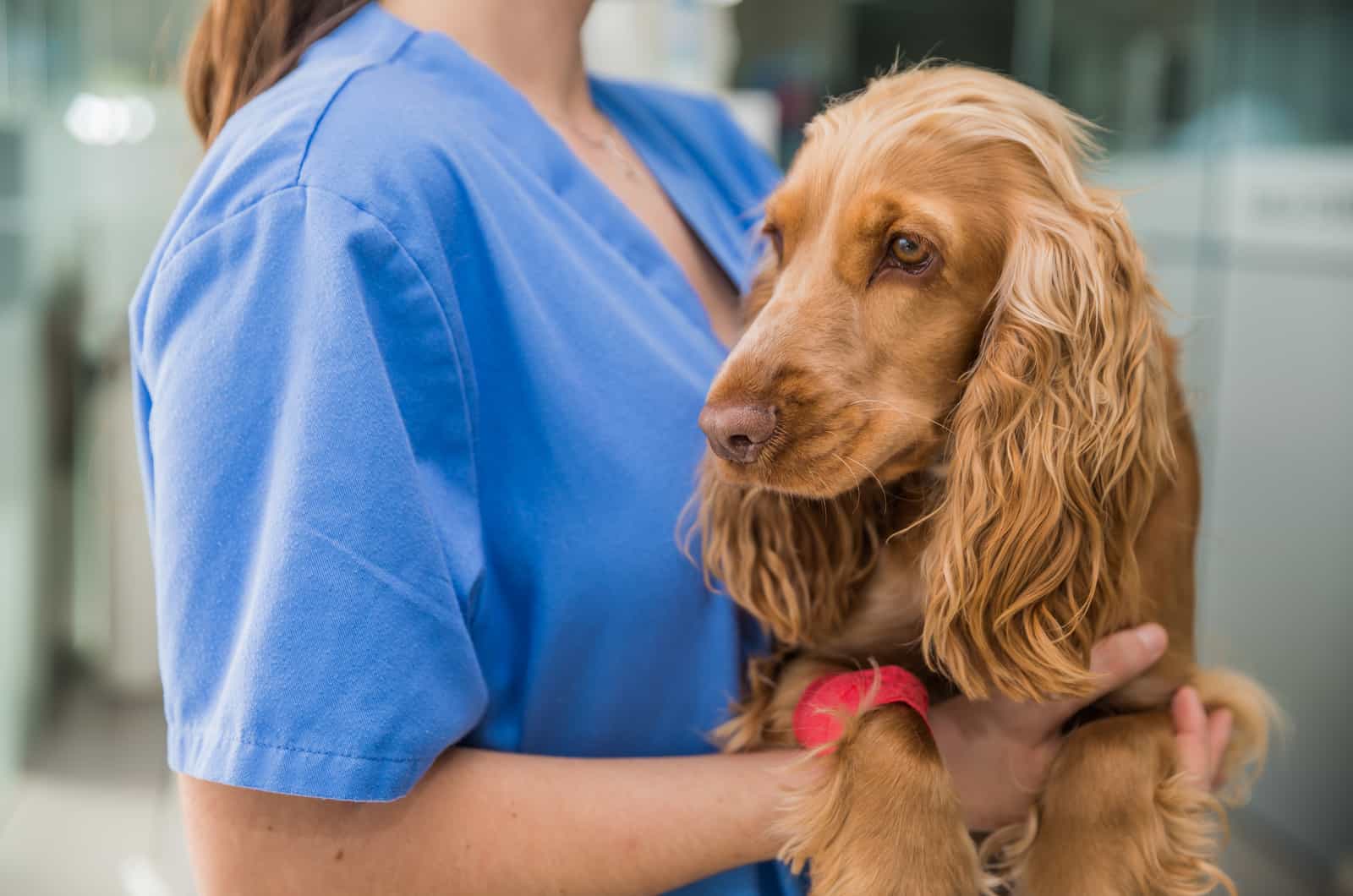 veterinario sosteniendo un perro