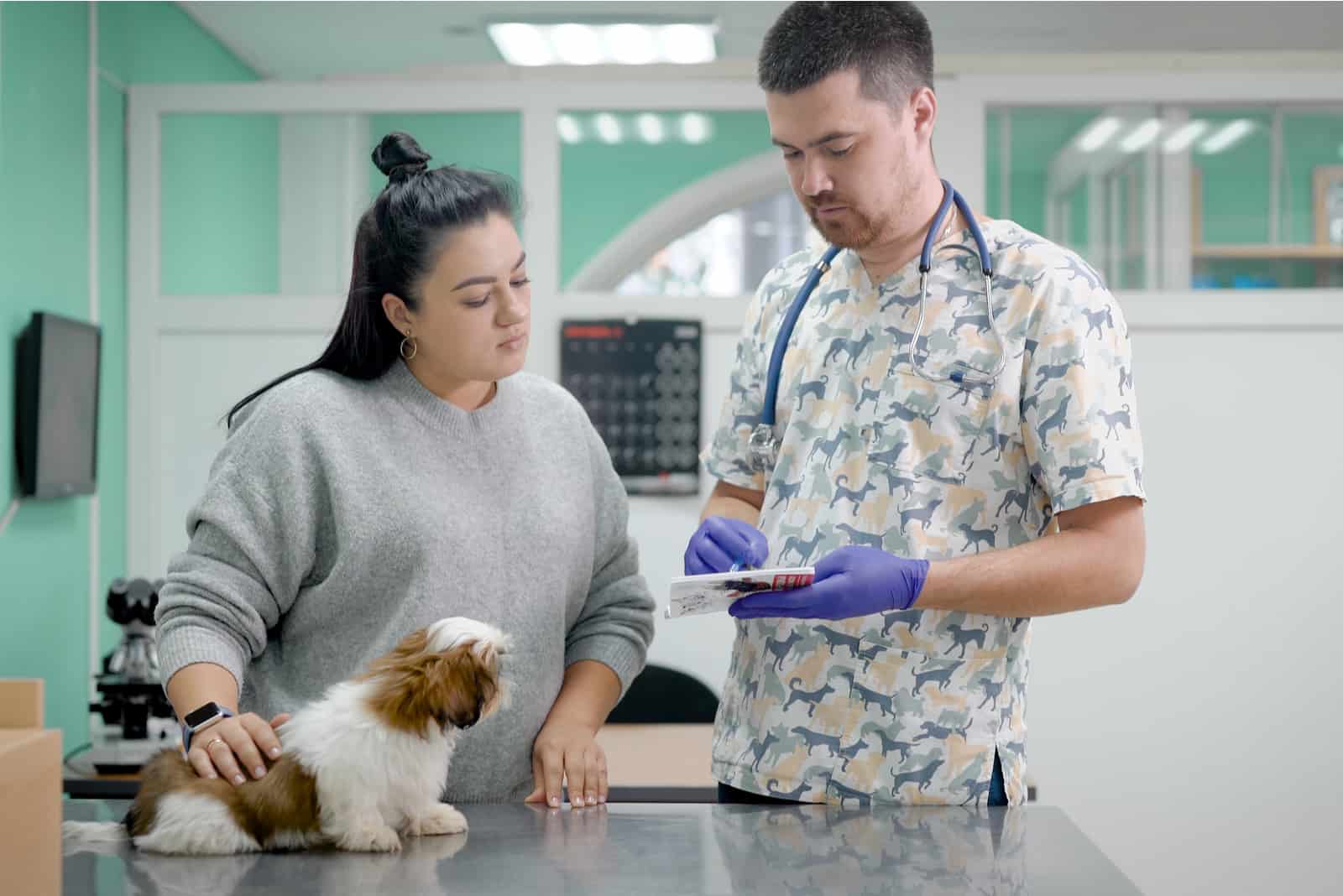 veterinario y asistente examinando al perro Shih Tzu en la clínica veterinaria