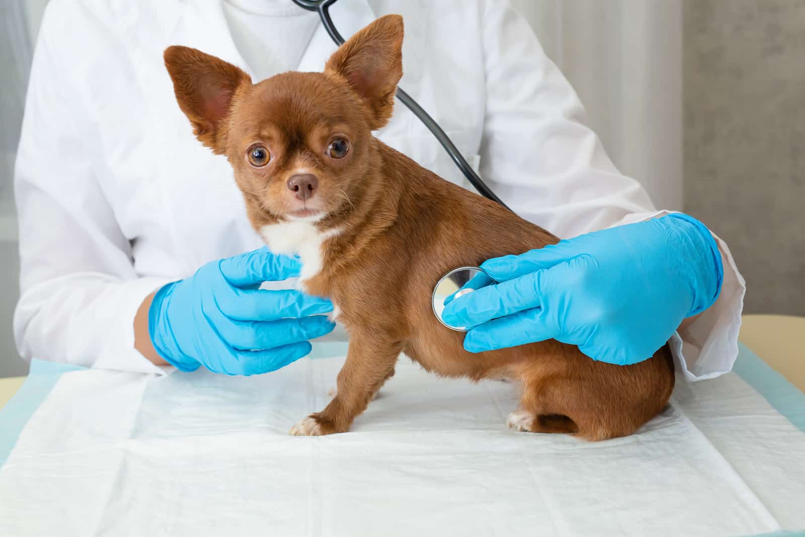 veterinario examina un cachorro de chihuahua con un estetoscopio