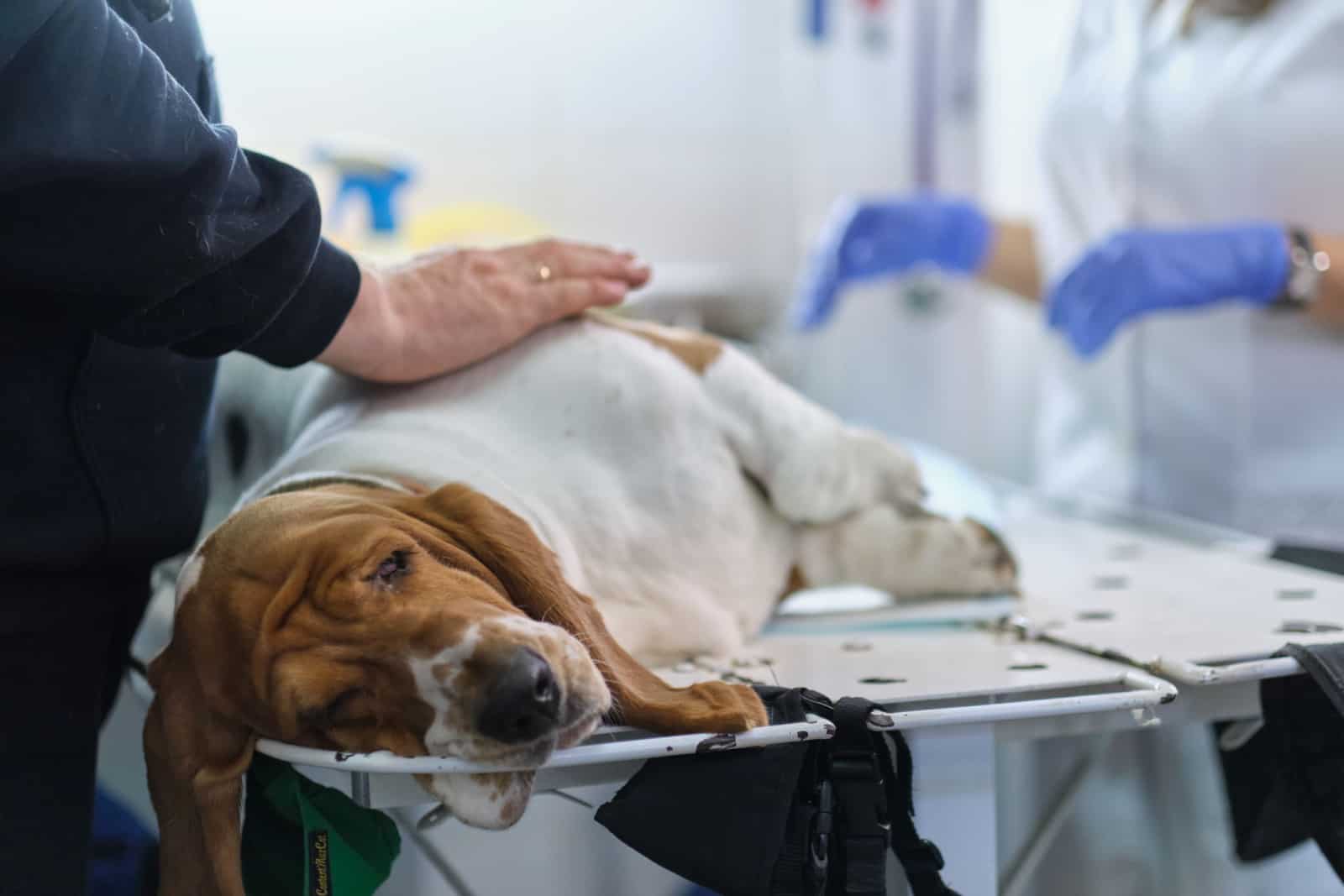 veterinario examina la sutura de un perro después de la cirugía