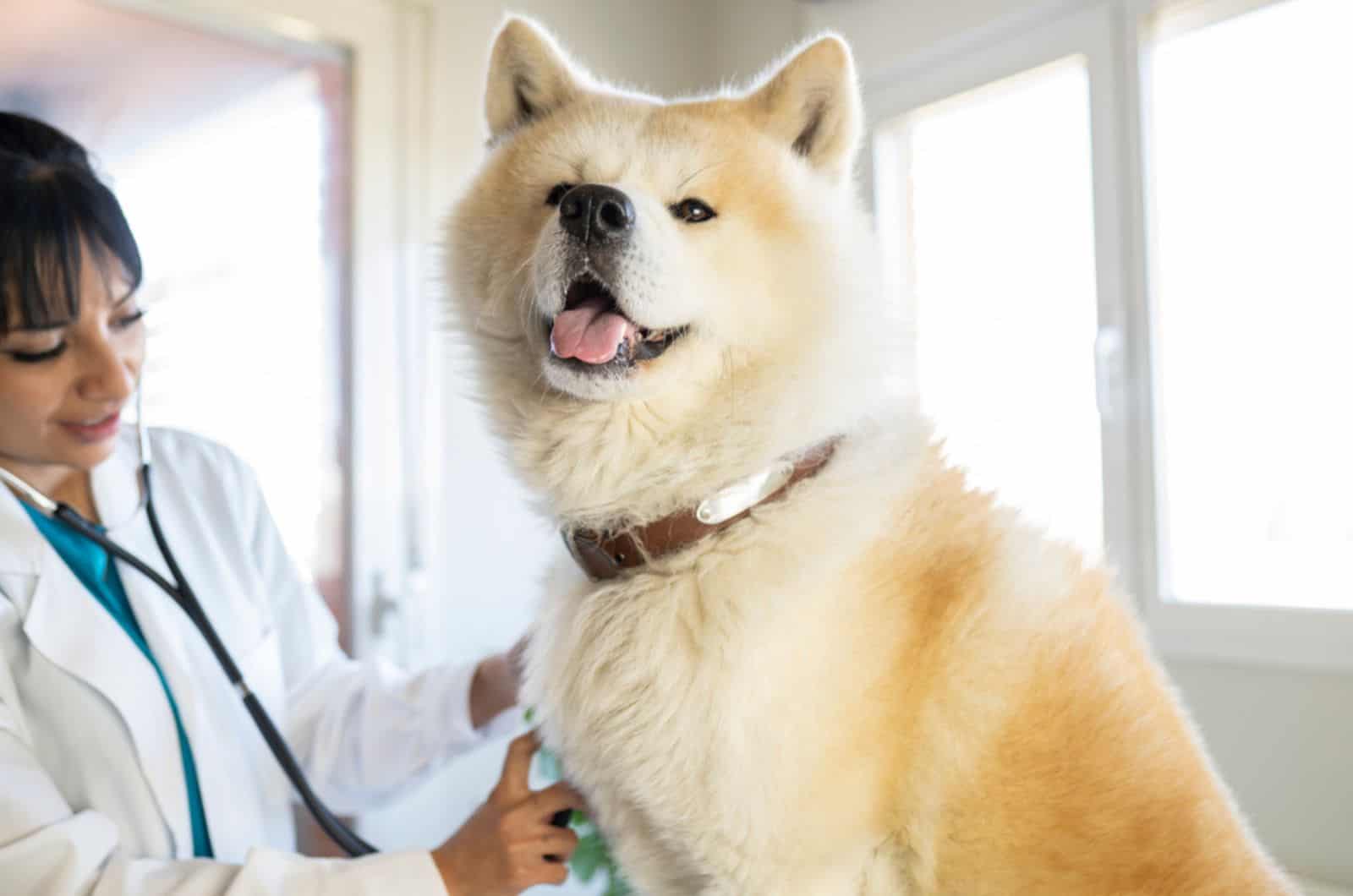 veterinario examinando un akita inu en la clínica