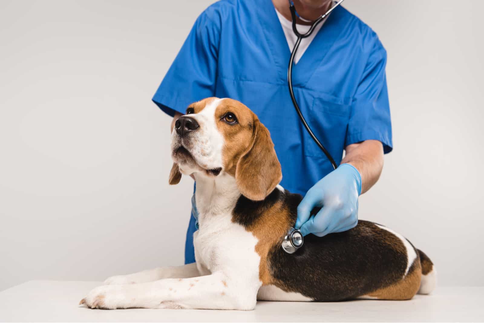 Veterinario examinando perro beagle