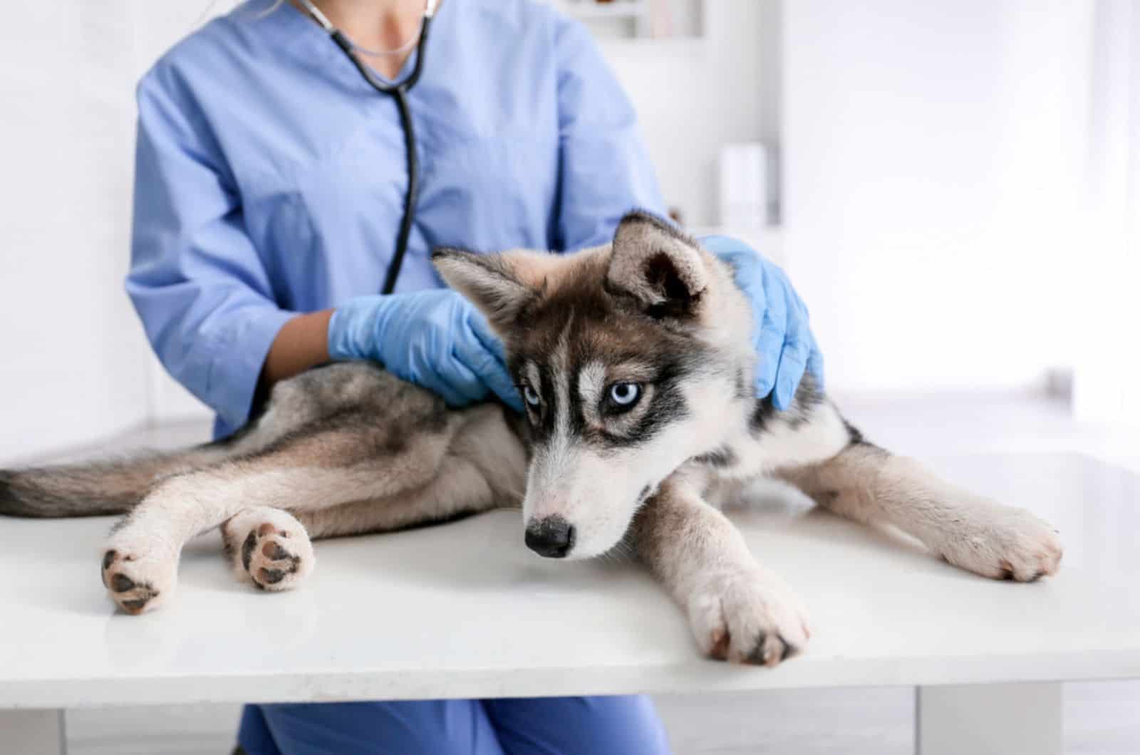 veterinario examinando a husky en clínica