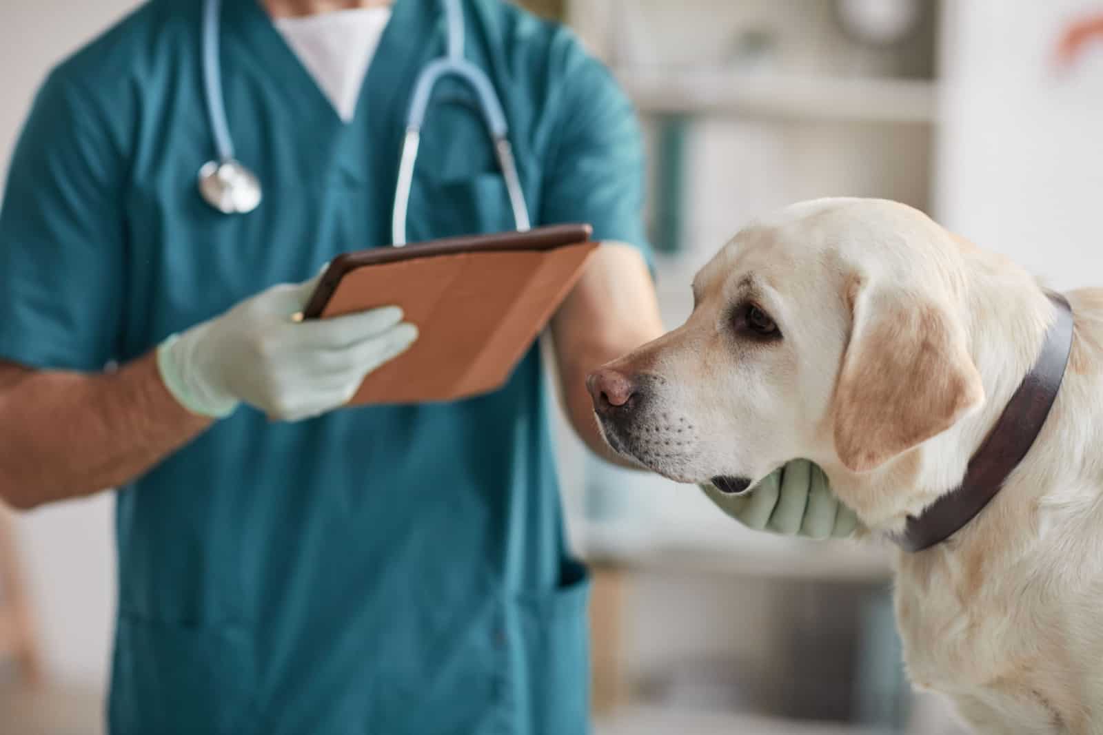 veterinario examinando a un Labrador blanco en la clínica veterinaria