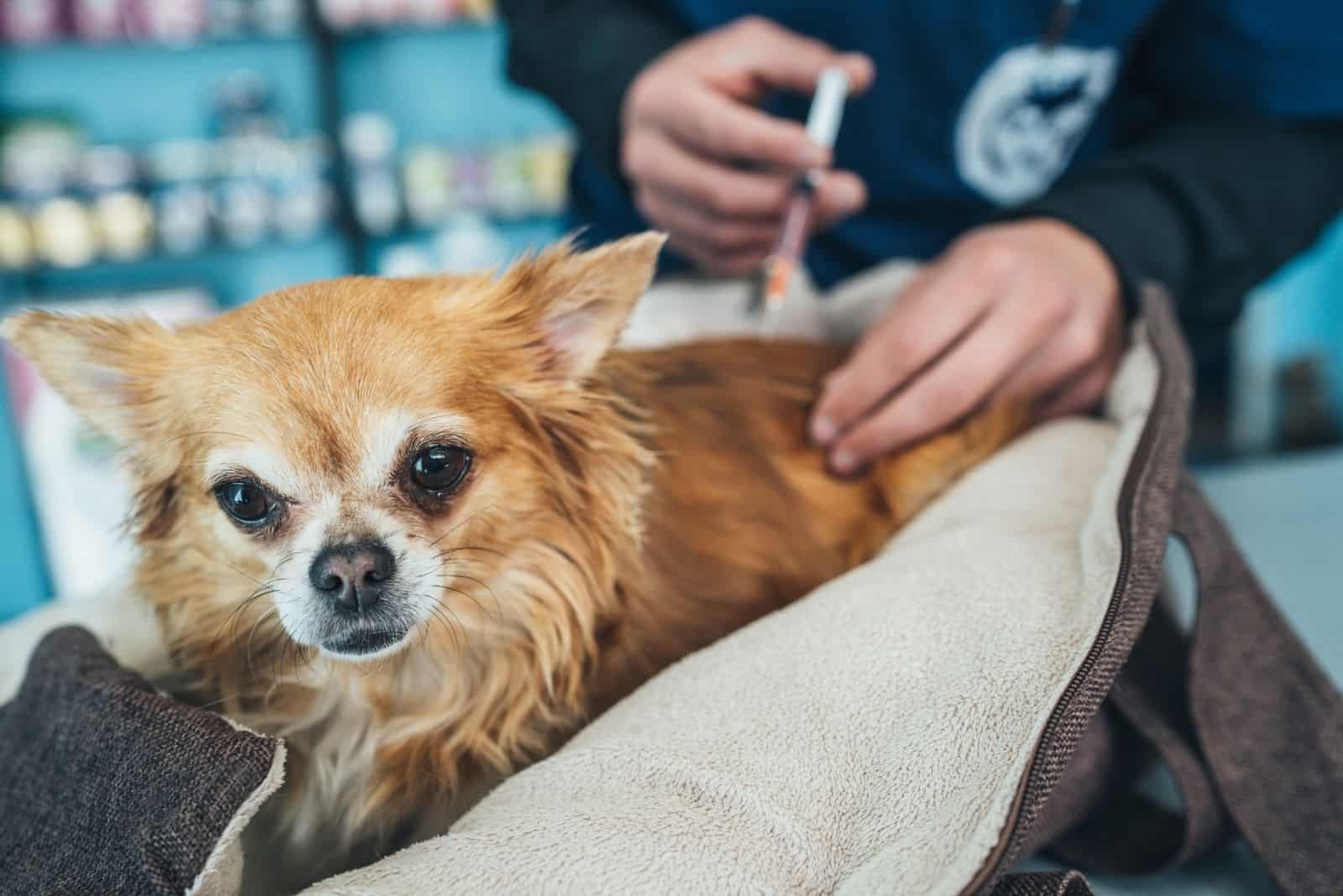 veterinario administrando una vacuna al Chihuahua de pelo largo en la clínica