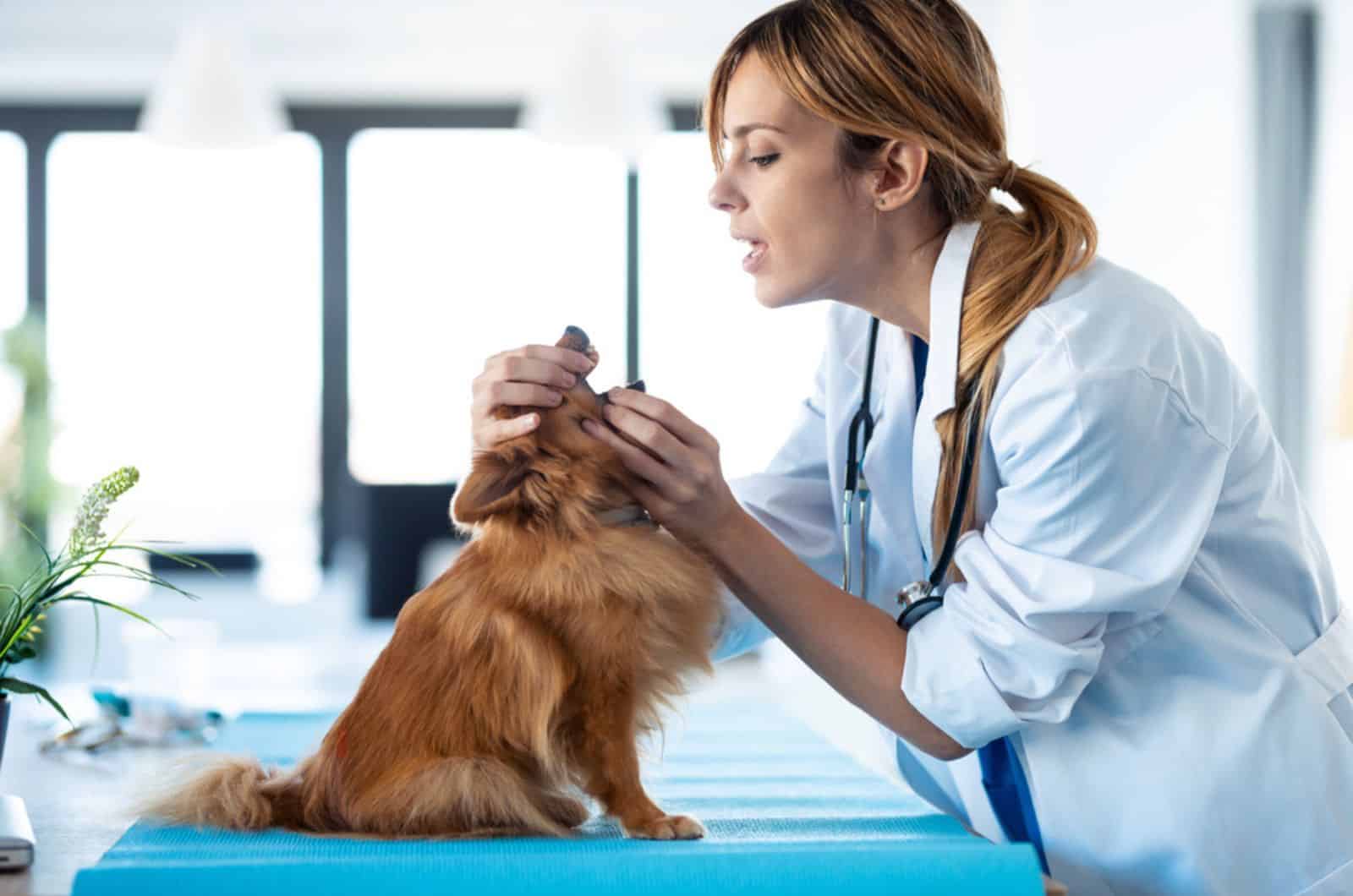 veterinaria mujer examinando dientes y boca del perro en la clínica