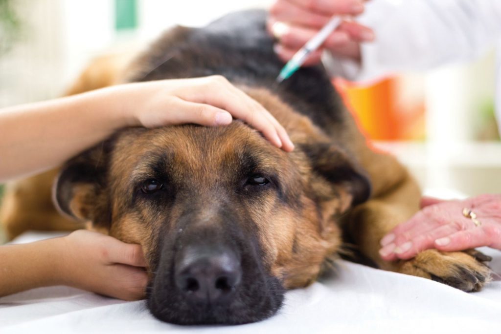 el cirujano veterinario está vacunando al perro pastor alemán