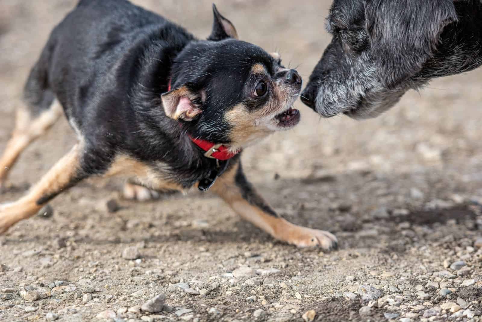 chihuahua feroz atacando a un perro más viejo y más grande afuera