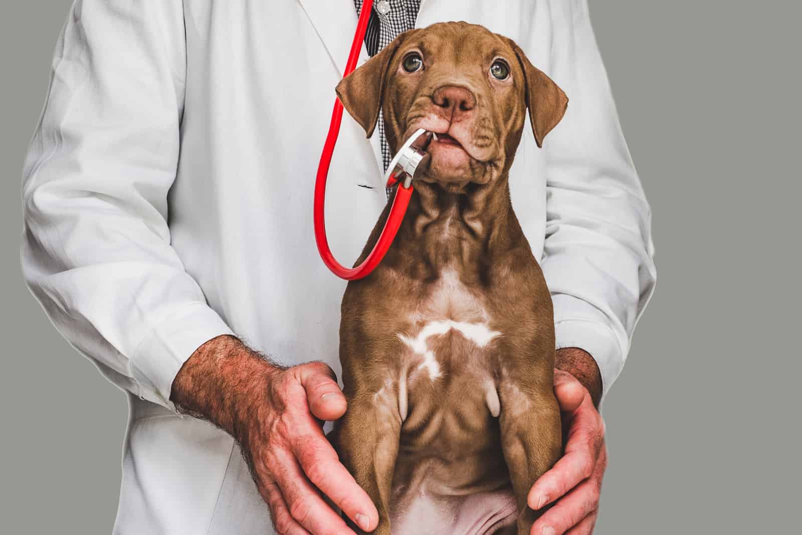 cachorro vizsla en el escritorio del consultorio del doctor