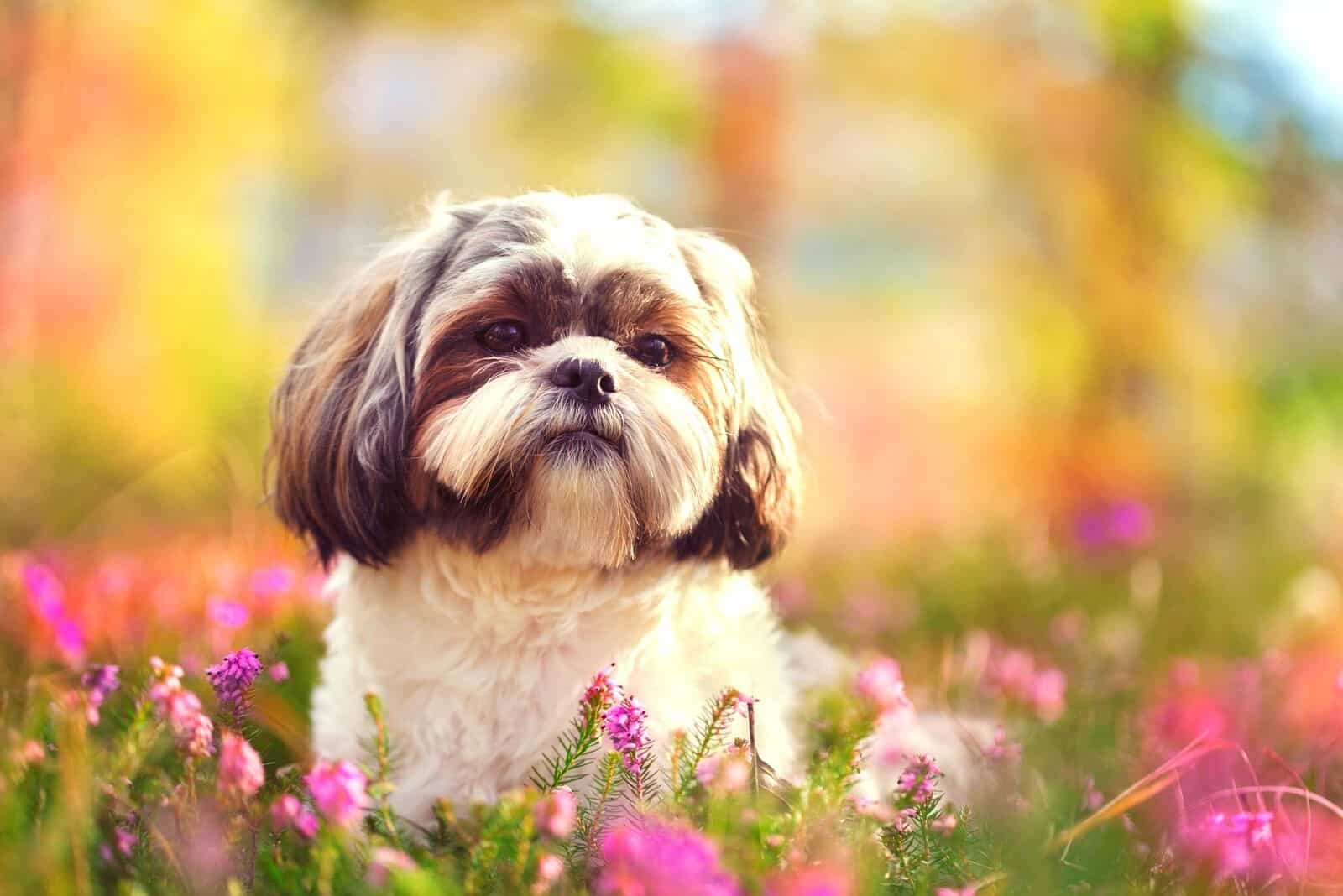 retrato vívido de shih tzu en la naturaleza