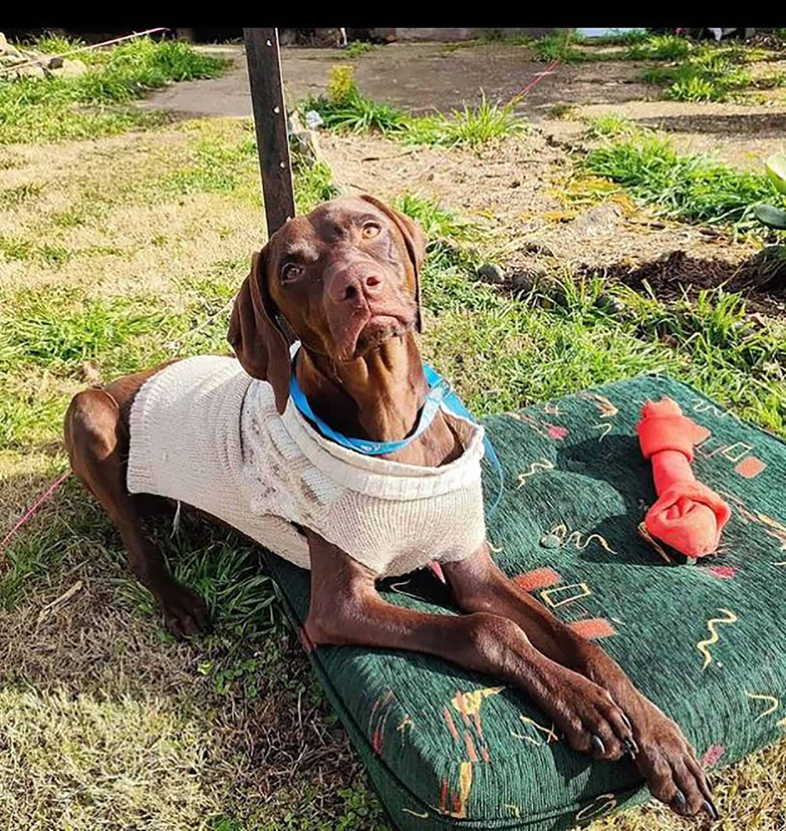 vizmaraner acostado en el colchón