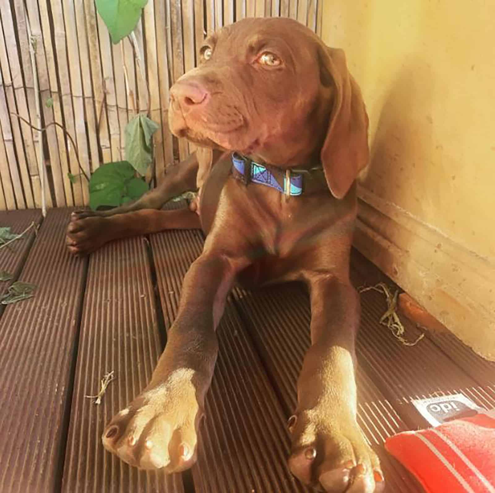 cachorro vizmaraner acostado en la terraza