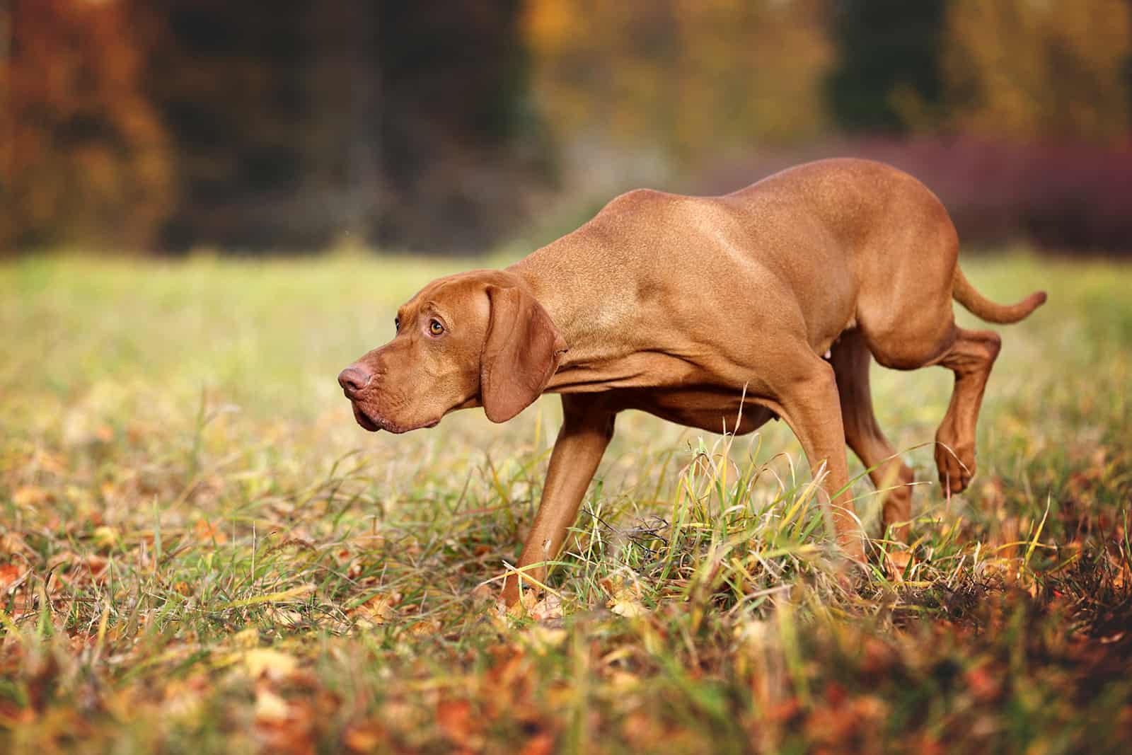 Hermoso perro Vizsla en la naturaleza
