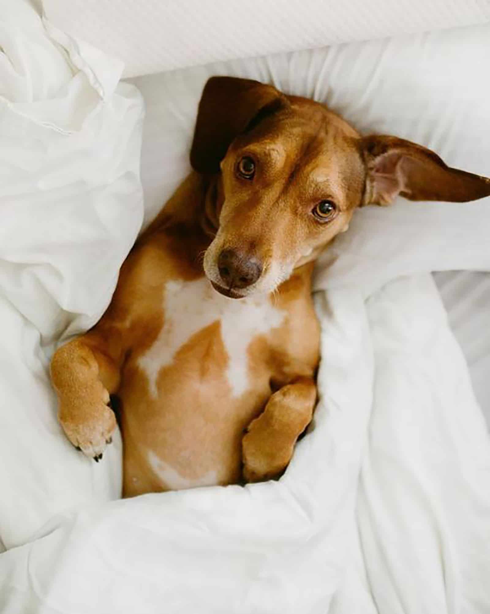 mezcla de vizsla y beagle