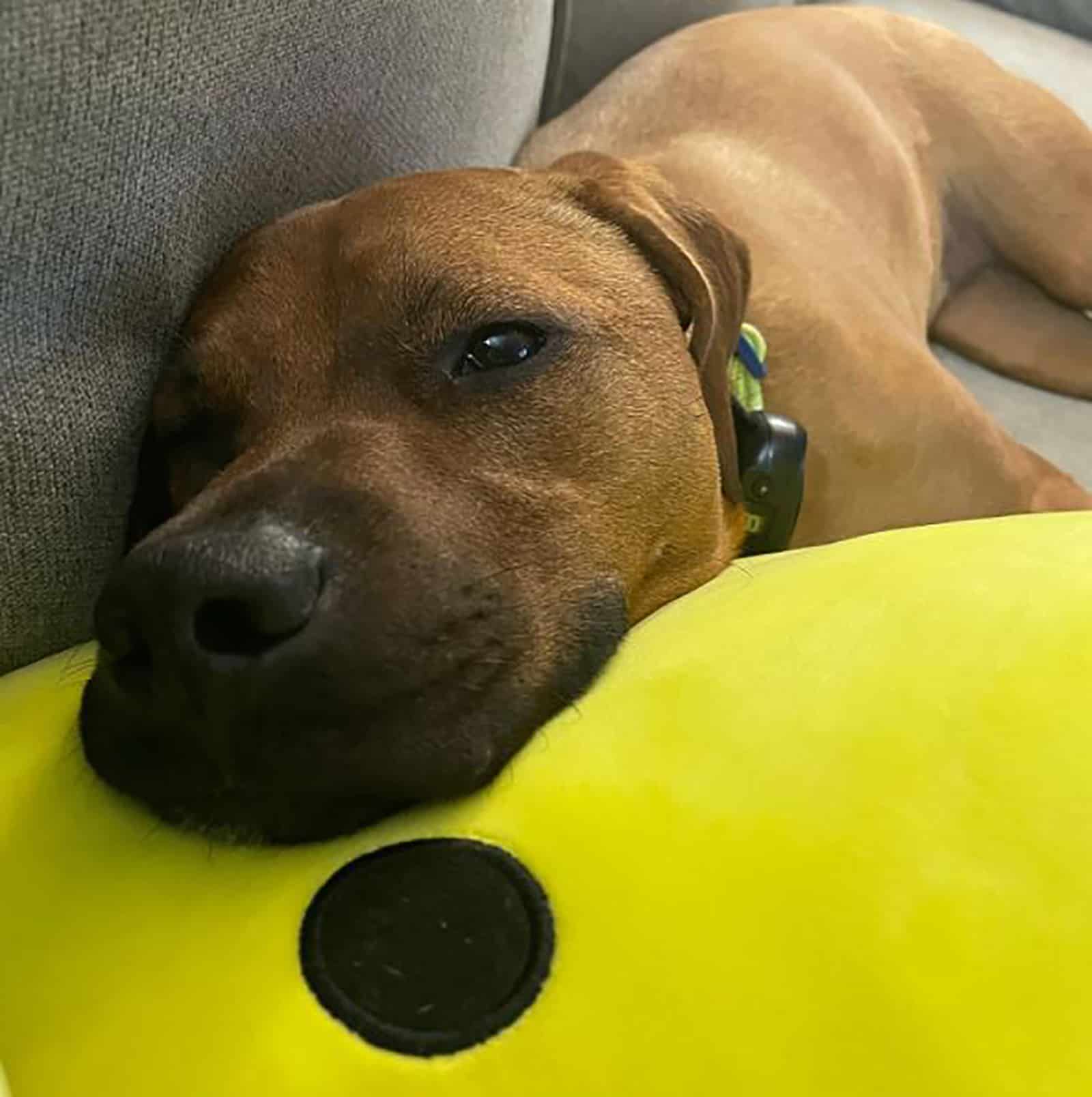 mezcla de vizsla y boxer
